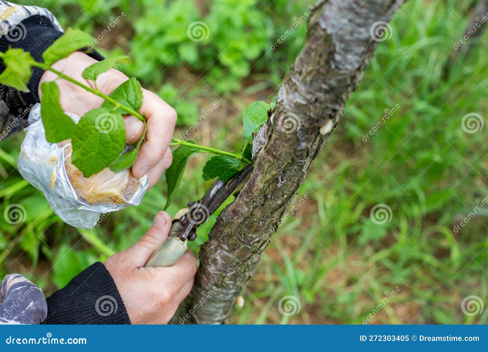 A Gardener Prunes a Tree with Pruning Shears on a Spring Day. Sanitary