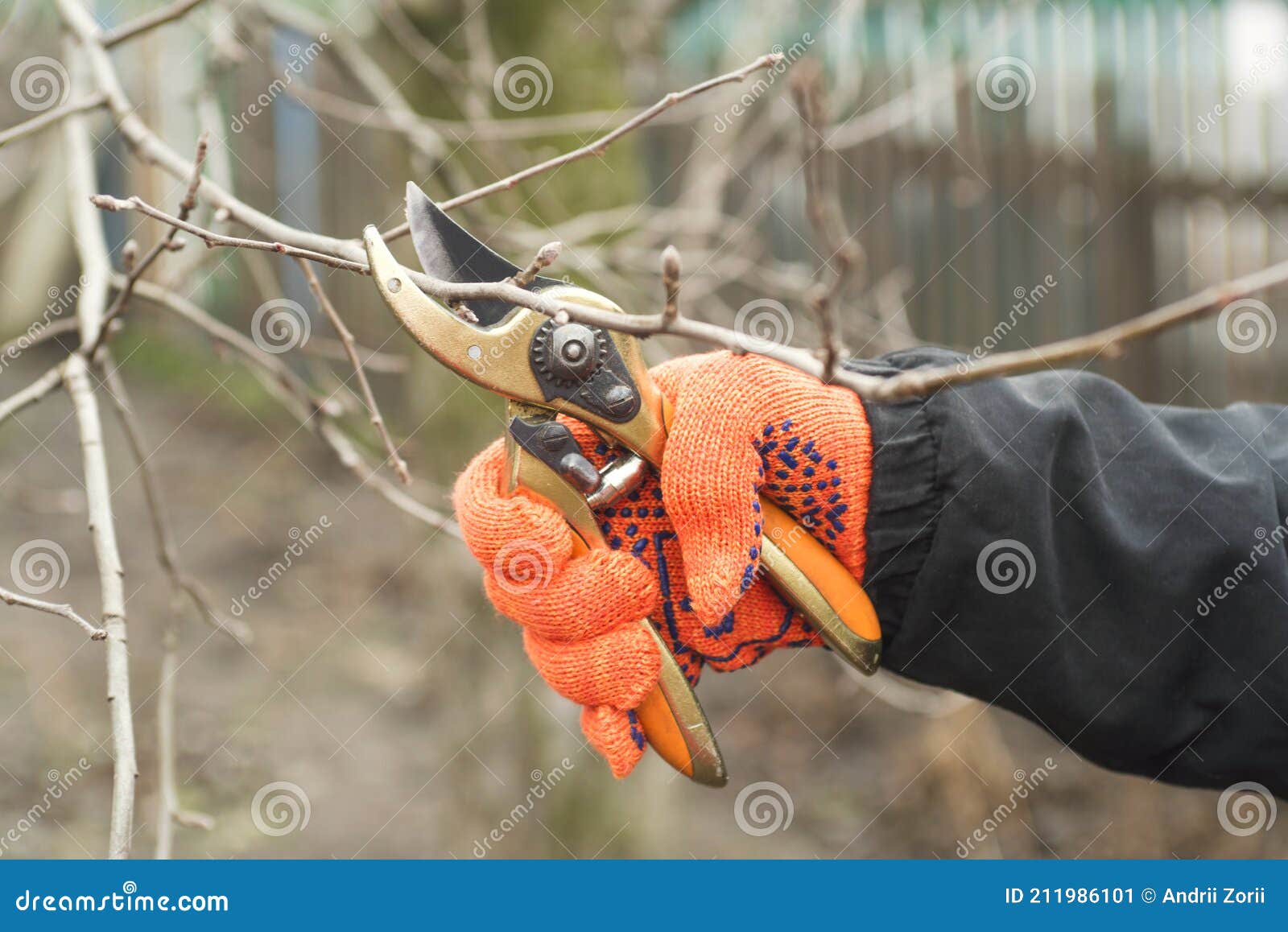 Gardener is Pruning Branches with Pruning Shears. Spring Plant Pruning