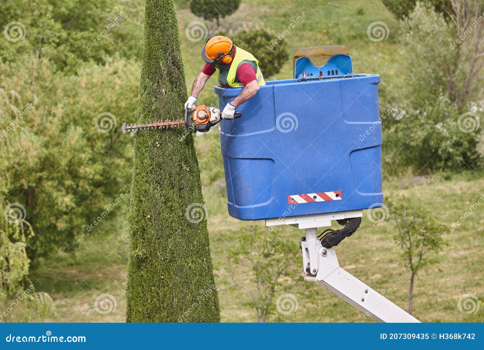 Gardener Pruning a Cypress with a Chainsaw and a Crane Stock Image