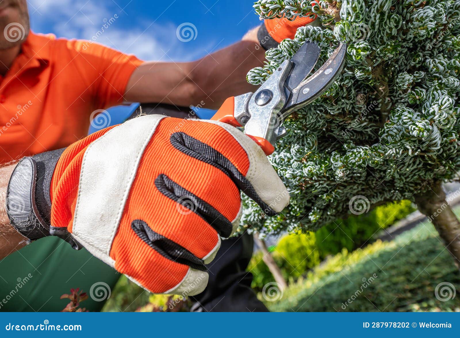 Gardener Pruning Garden Trees Using Pro Garden Tools Stock Photo