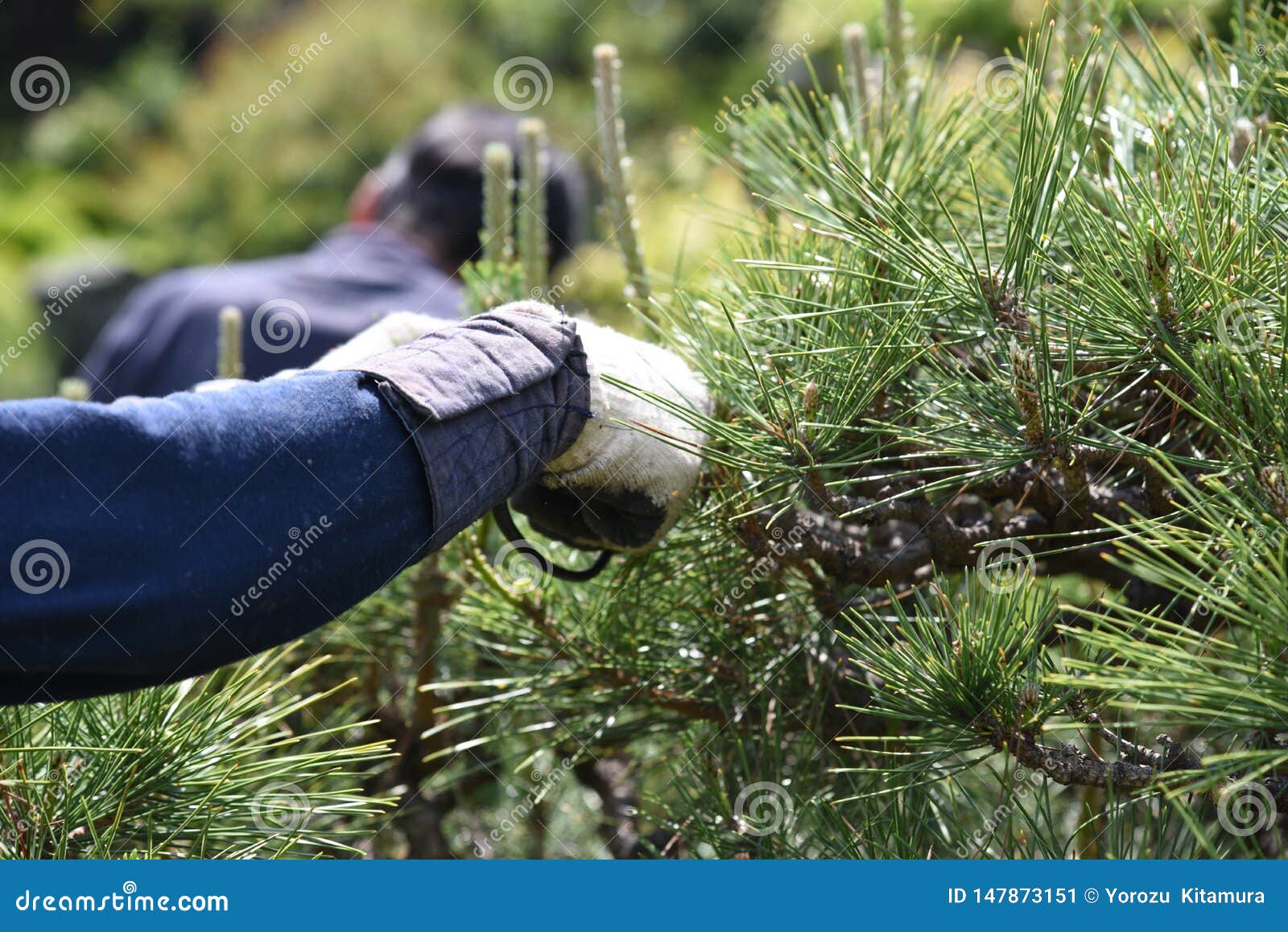 Pruning of a pine tree stock image. Image of japanese 147873151