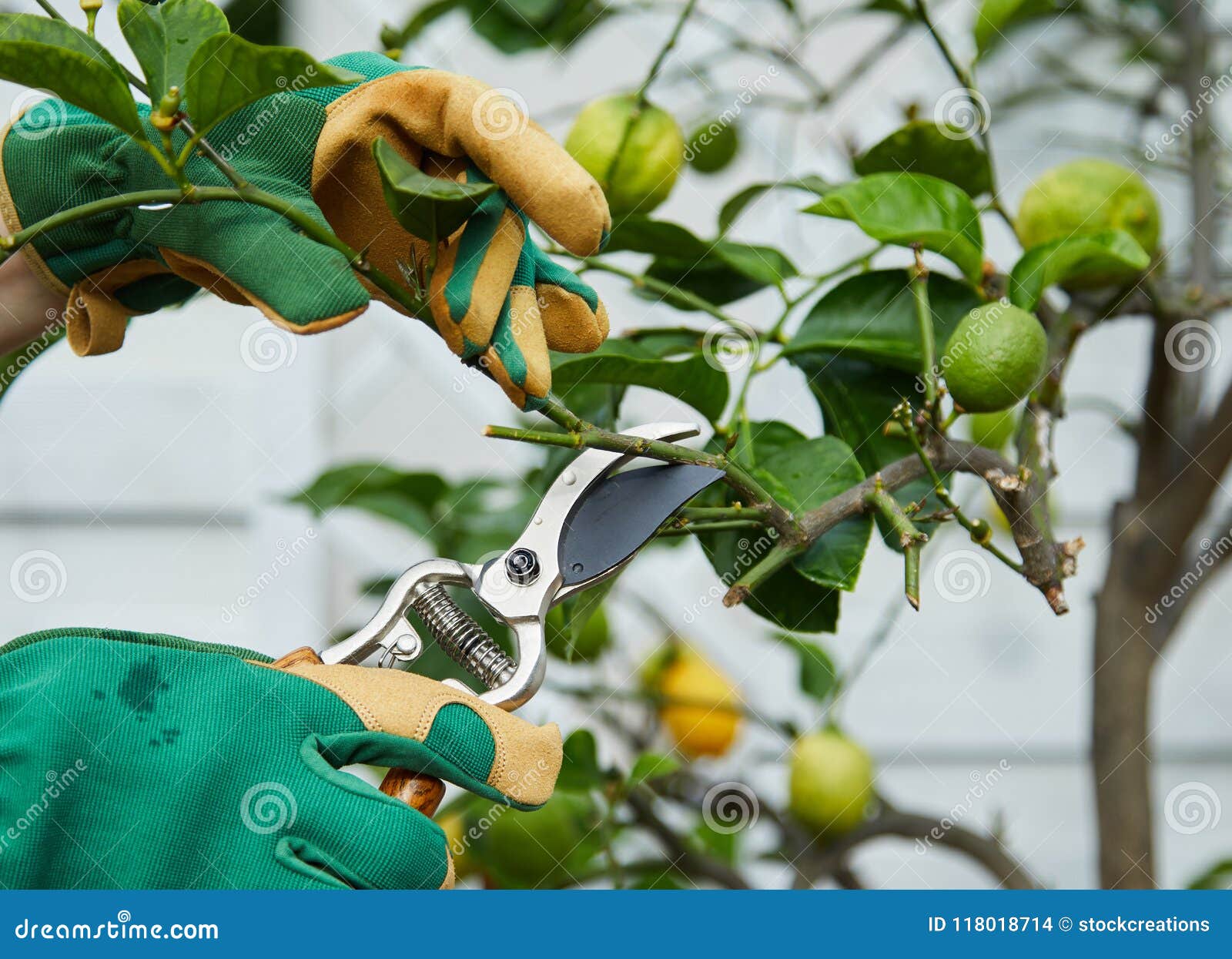 download pruning lemon trees download pruning lemon trees