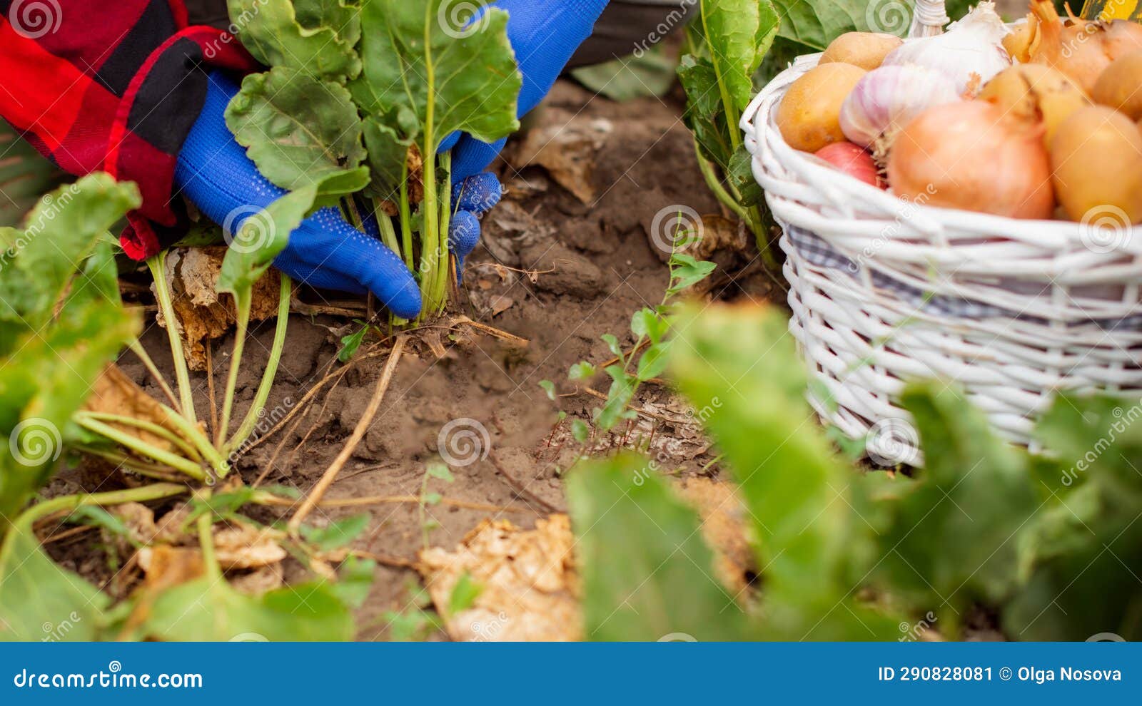 Gardener Pulls Beets from the Ground. Harvesting Beets in Garden. Woman