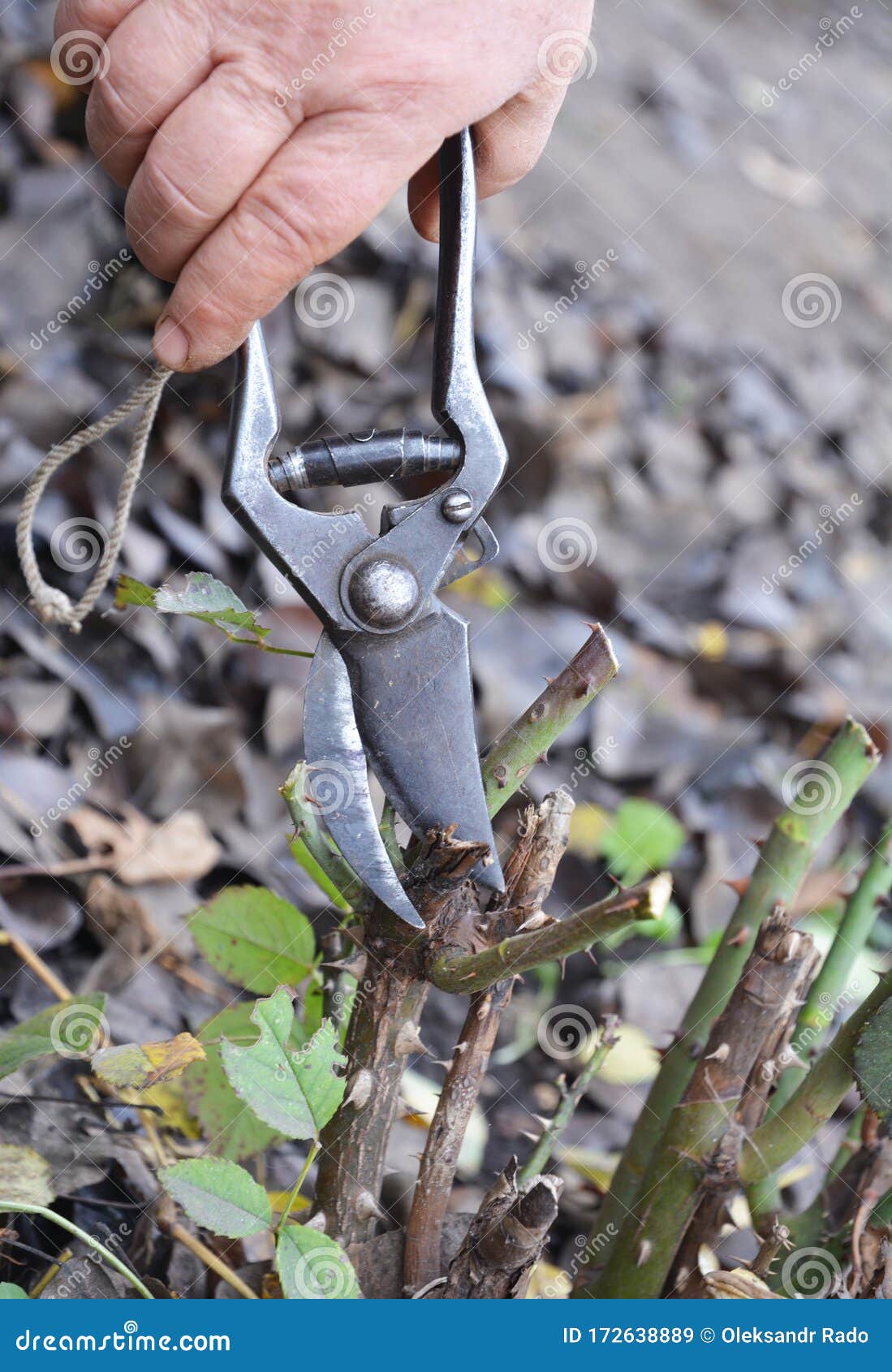 Gardener Remove Dead, Dying, Damaged and Diseased Rose Stems with Shears Stock Image Image of