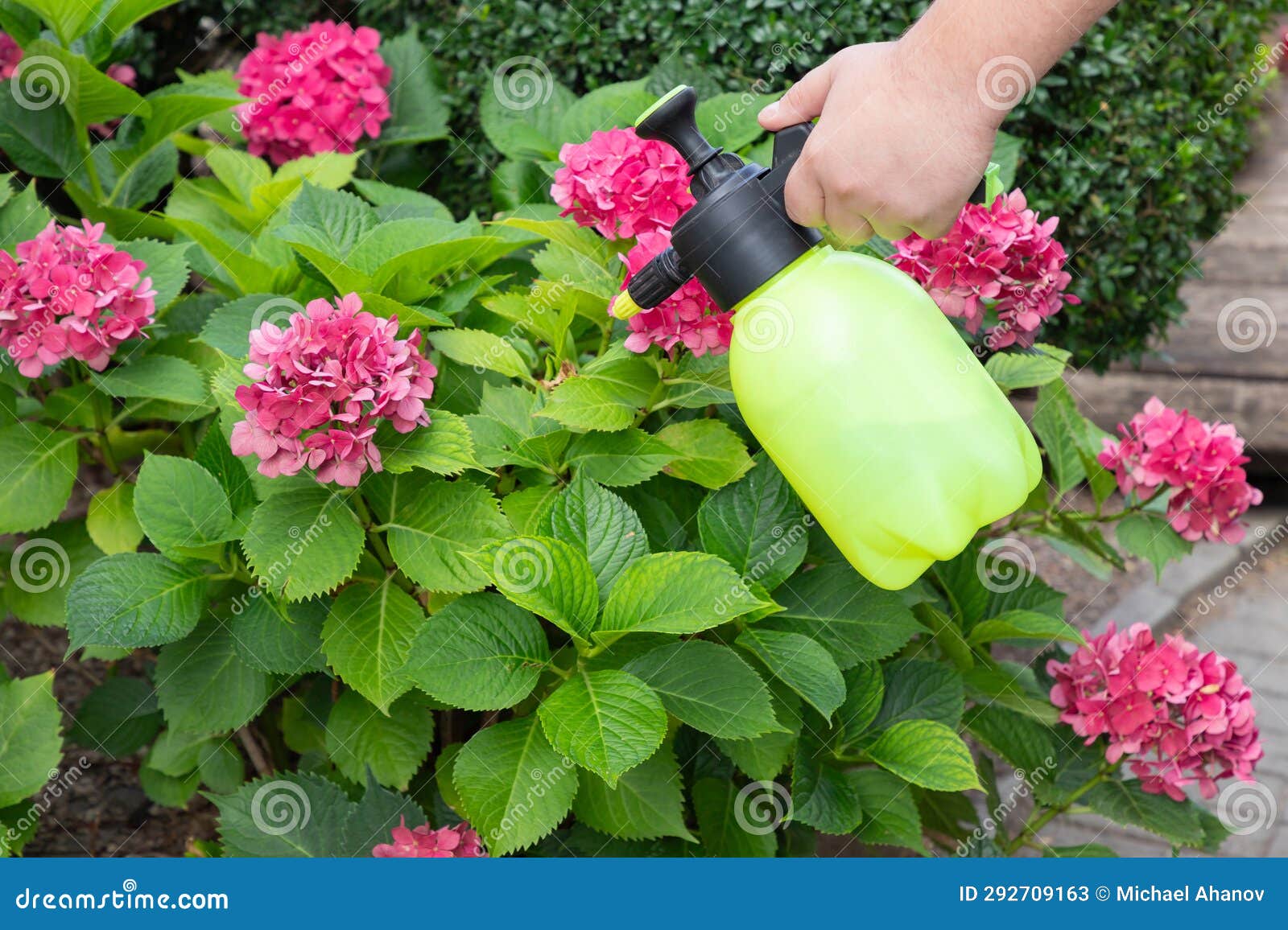 gardener's hand holding spraying bottle. spraying blooming hydrangeas with water or insecticides and fungicides.