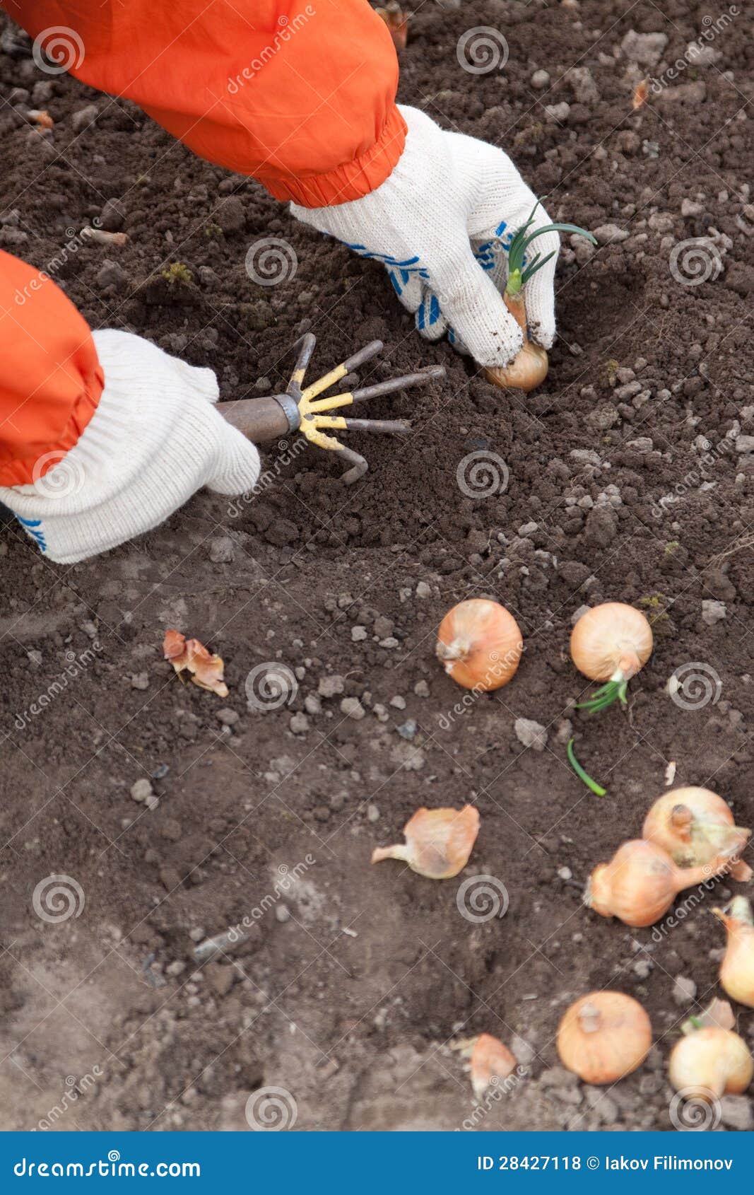 Gardener sets onion stock photo. Image of close, grow 28427118
