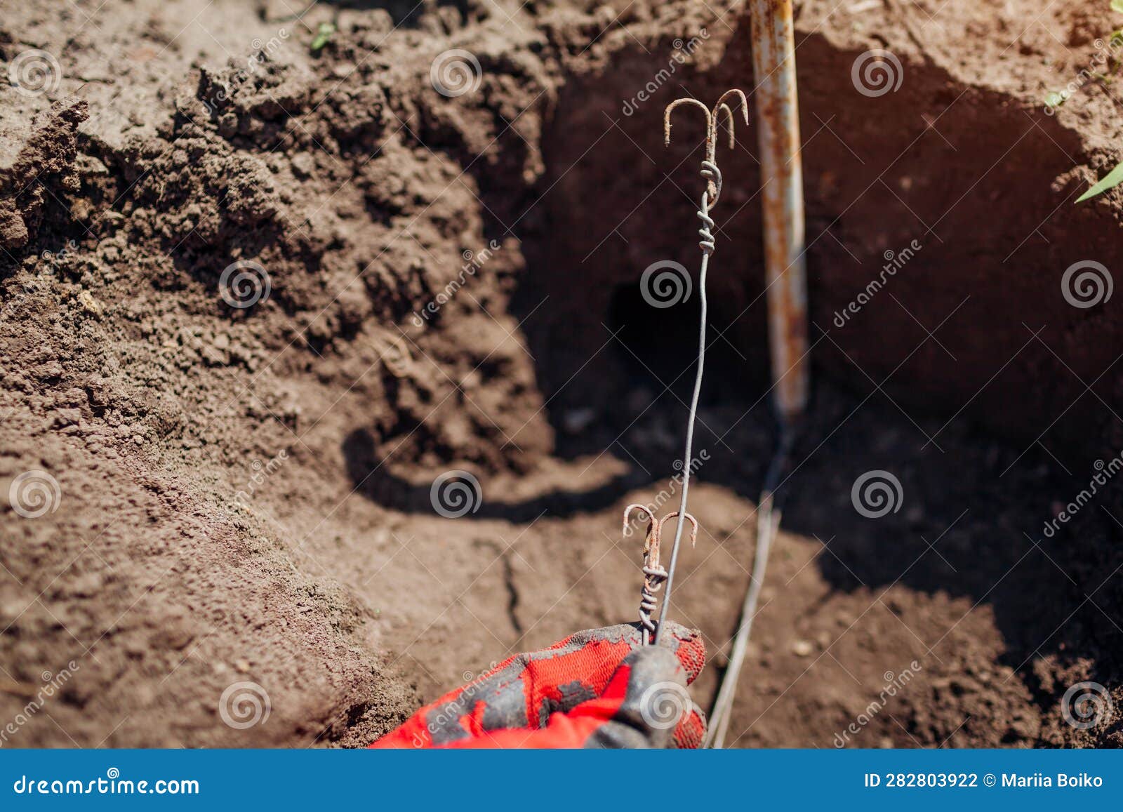 gardener sets up mole trap in runway using metal hooks. placing trapping in holes under soil