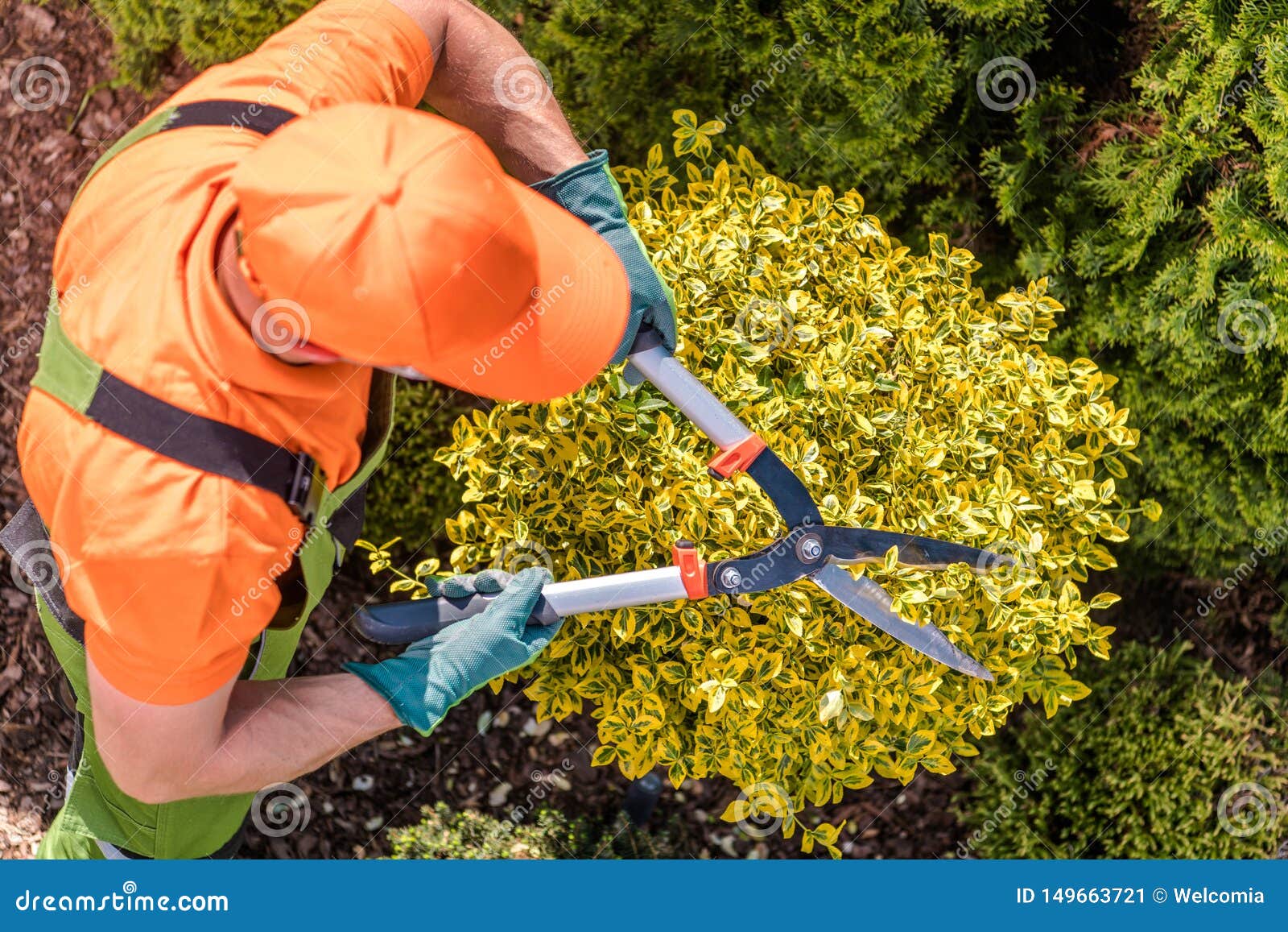 gardener shaping plants