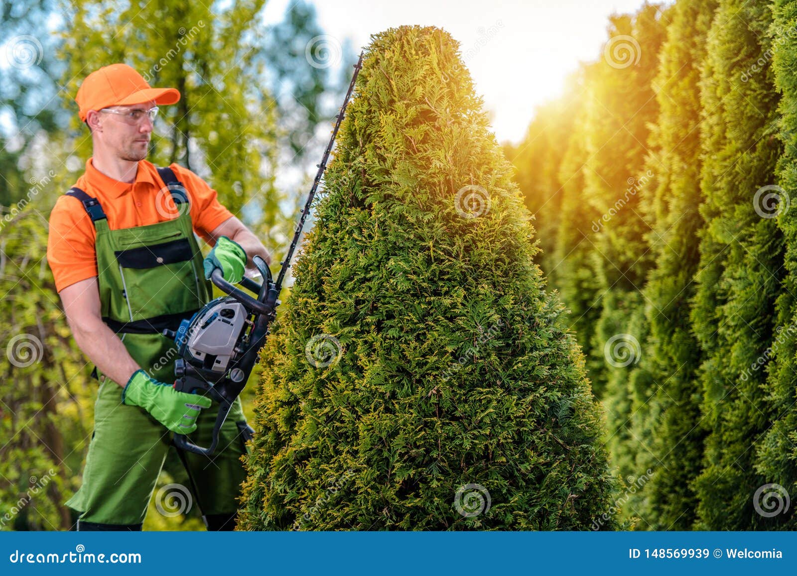 gardener shaping tree
