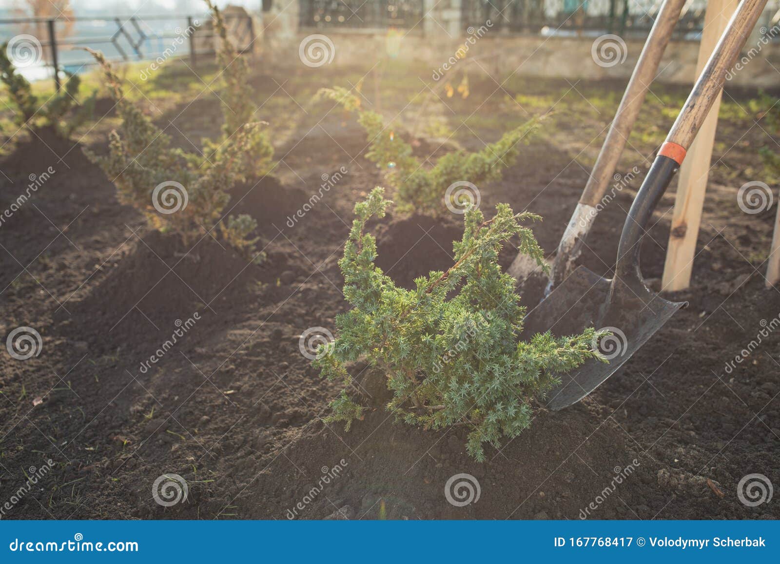 A Gardener with a Shovel of the Earth is Engaged in Digging in the
