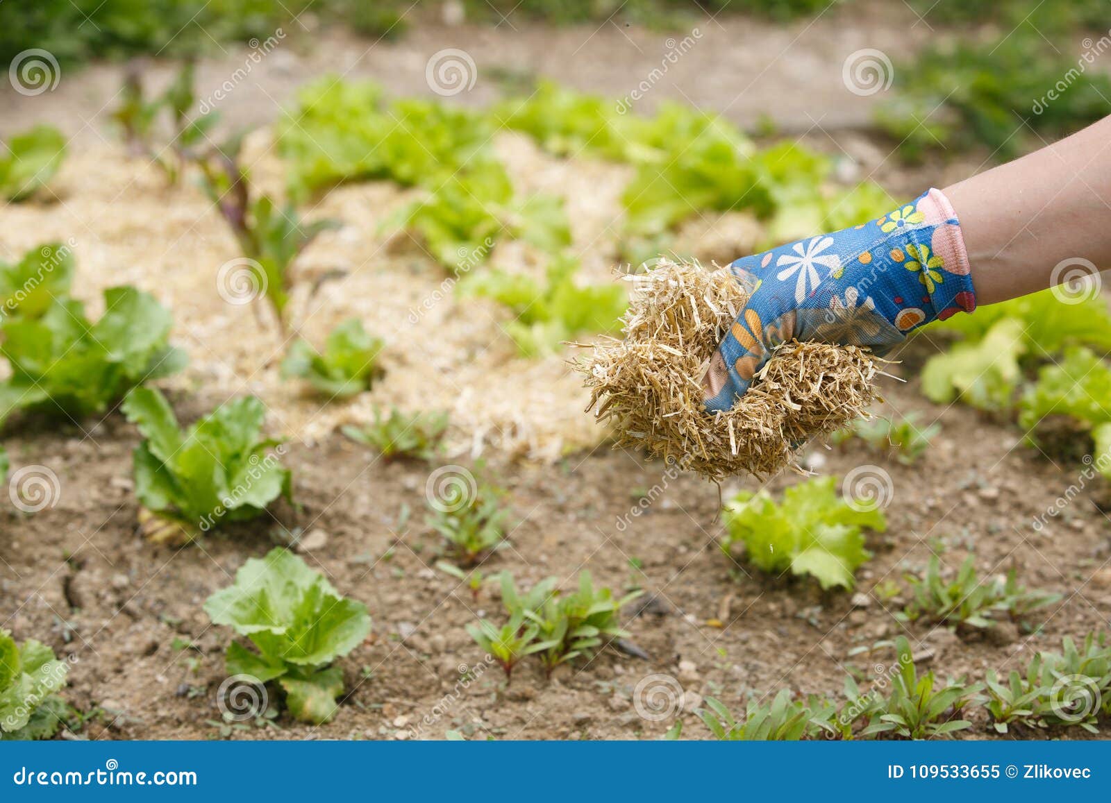 Gardener Spreading a Straw Mulch Around Plants Stock Image Image of gloves, amateur 109533655
