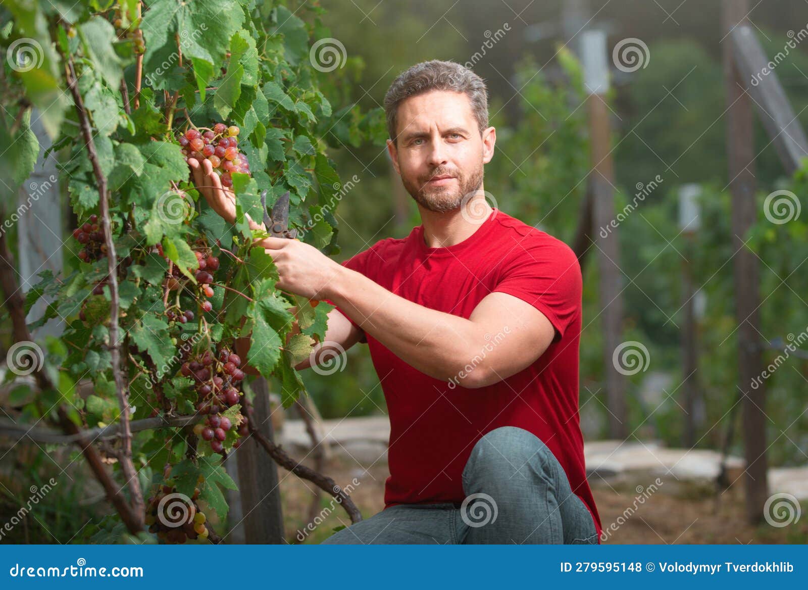 gardener on summer grapes harvest. farmer cut grapevine. vinedresser cutting grapes bunch. male vineyard owner. man with