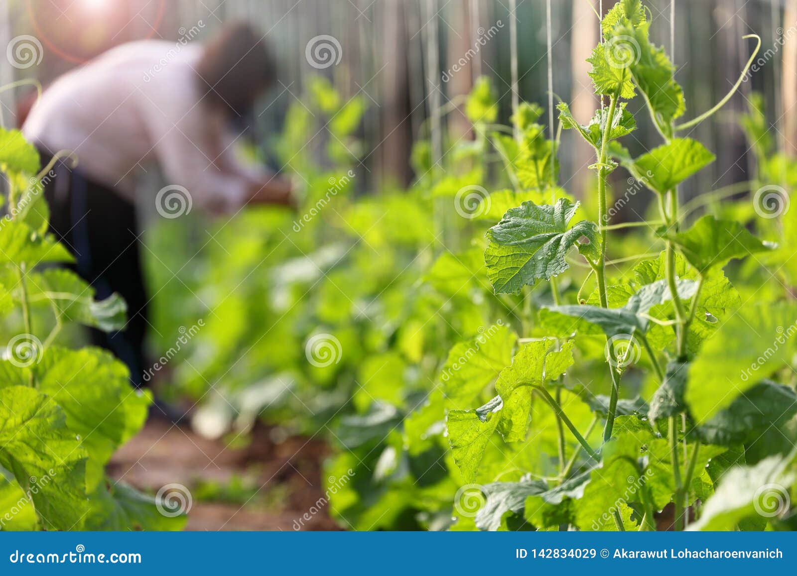 Gardener Tending To The Row Of Vegetable In The Garden Stock Image