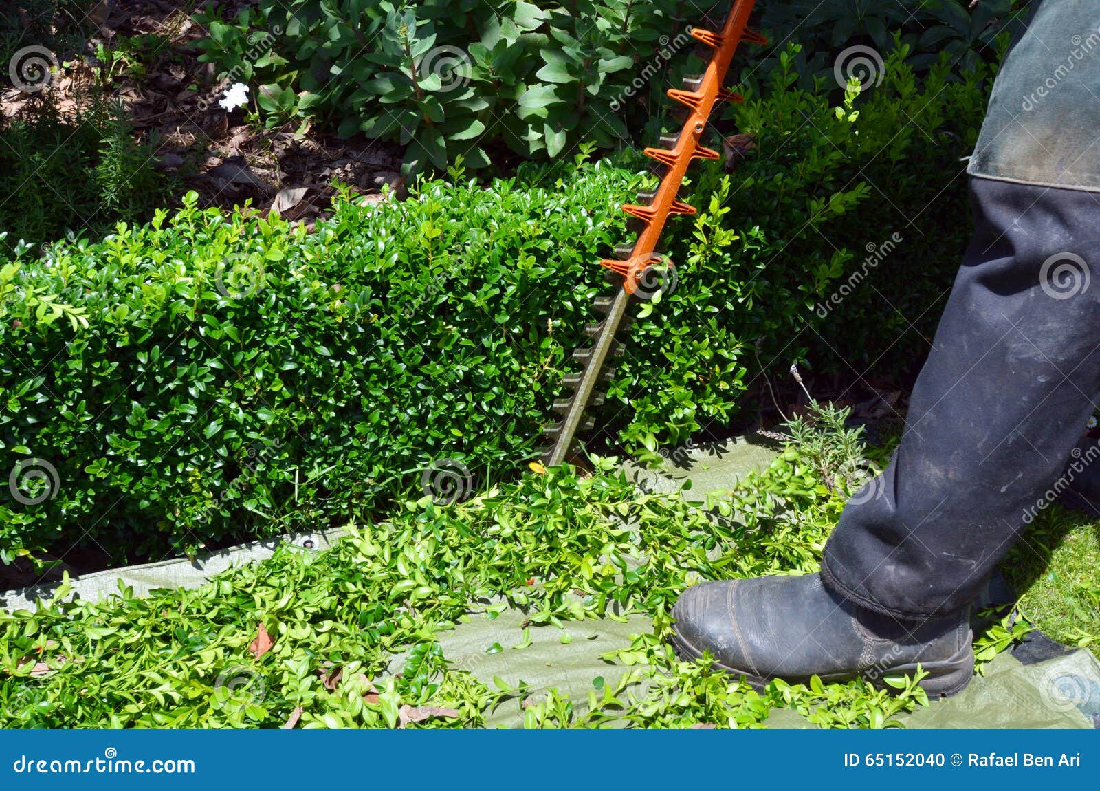 Gardener Trimming Plants in a Garden with a Trimmer Stock Photo Image