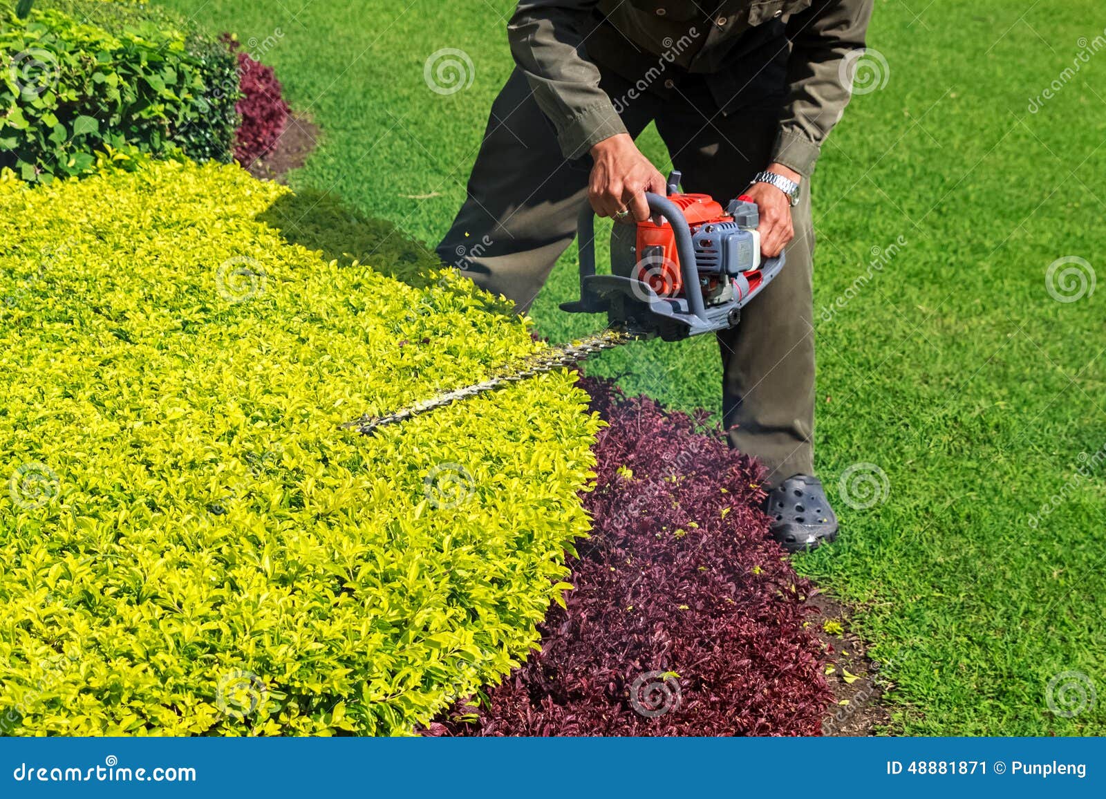 gardener trimming shrub with hedge trimmer