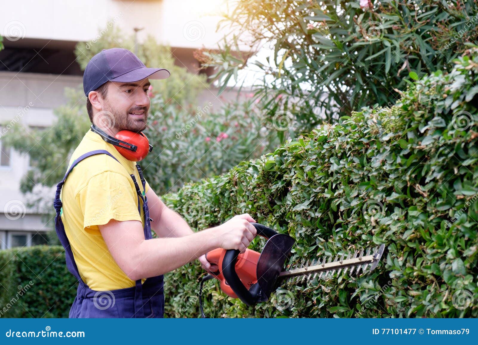 Gardener Using an Hedge Clipper Stock Image Image of hobby, house