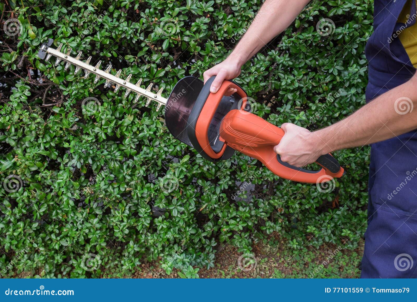 Gardener Using an Hedge Clipper Stock Image Image of gardener