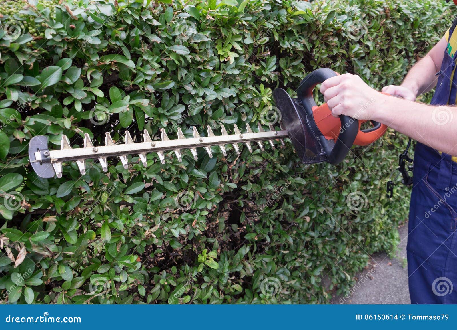 Gardener Using an Hedge Clipper in the Garden Stock Photo Image of