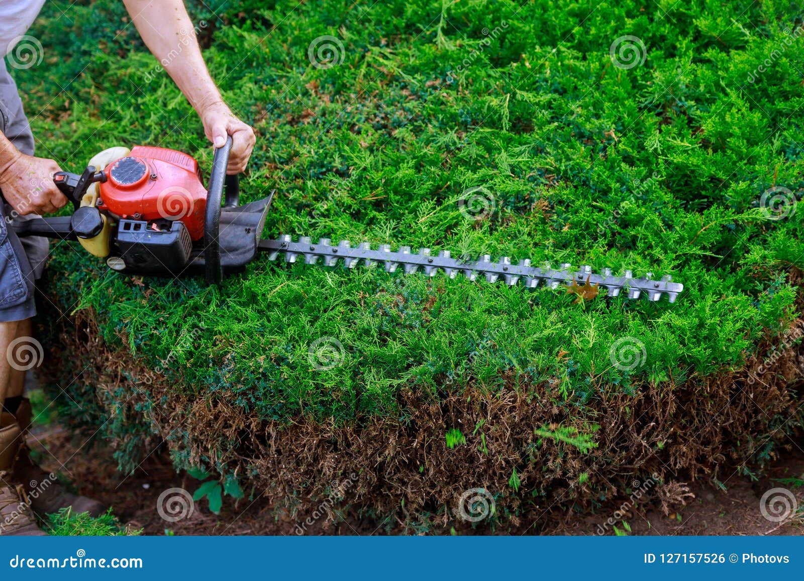 Gardener Using an Hedge Trimmer in the Garden Stock Photo Image of