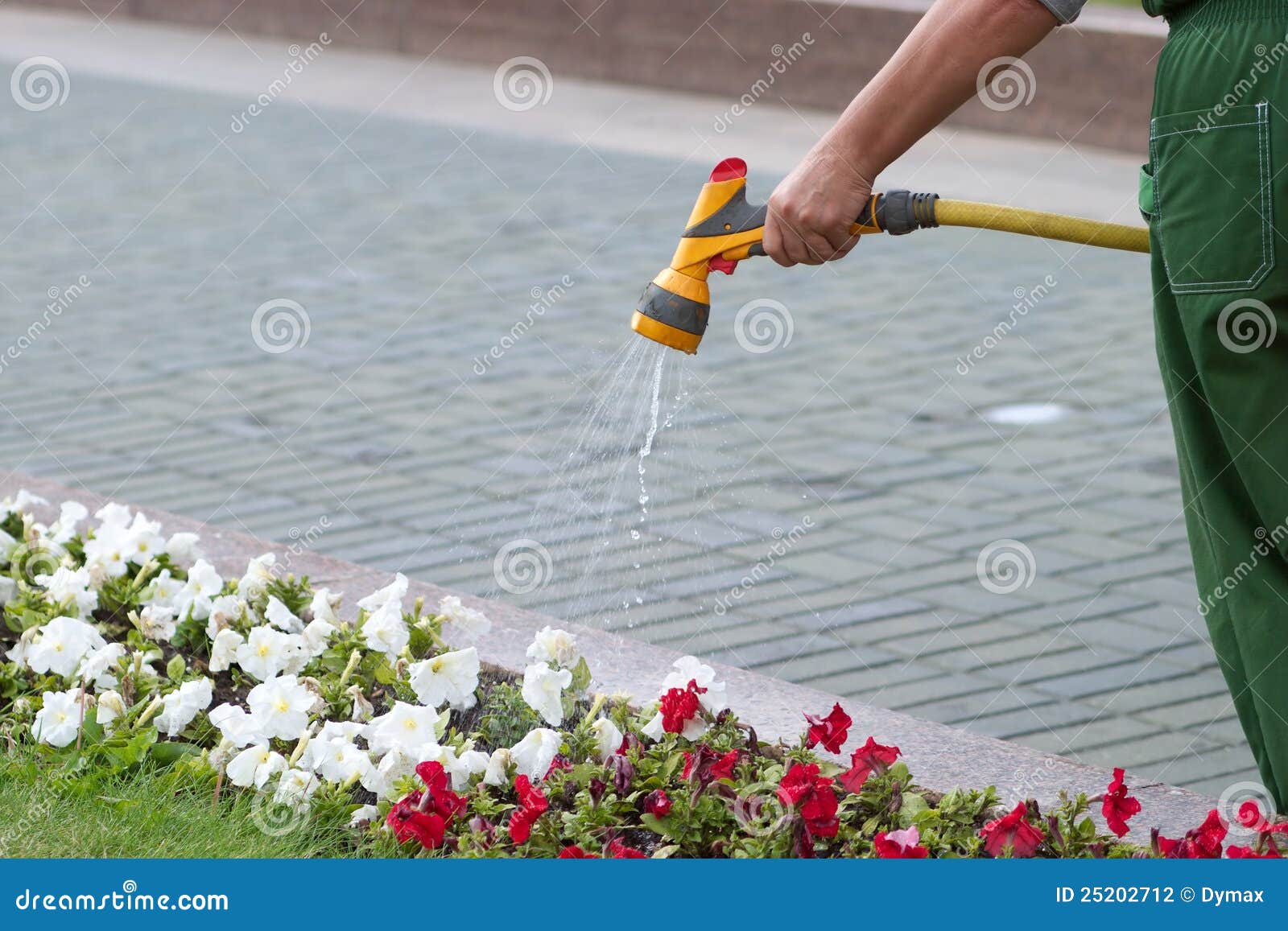 Gardener Watering Flowers with Hose Stock Photo Image of object