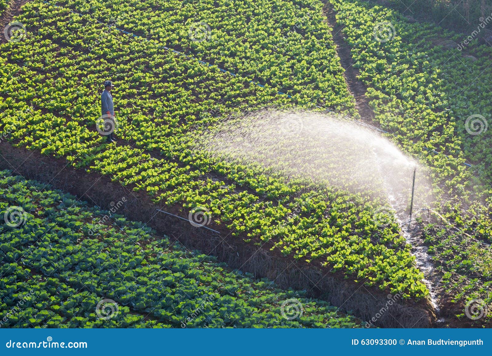 Gardener Are Watering His Cabbage Field Editorial Image Image