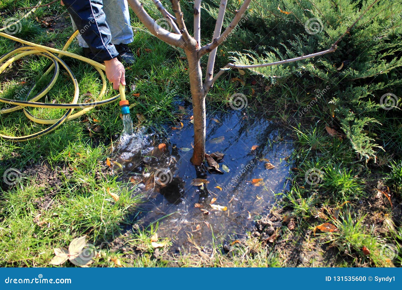 A Gardener Waters a Young Fruit Tree with a Hose. Stock Photo Image