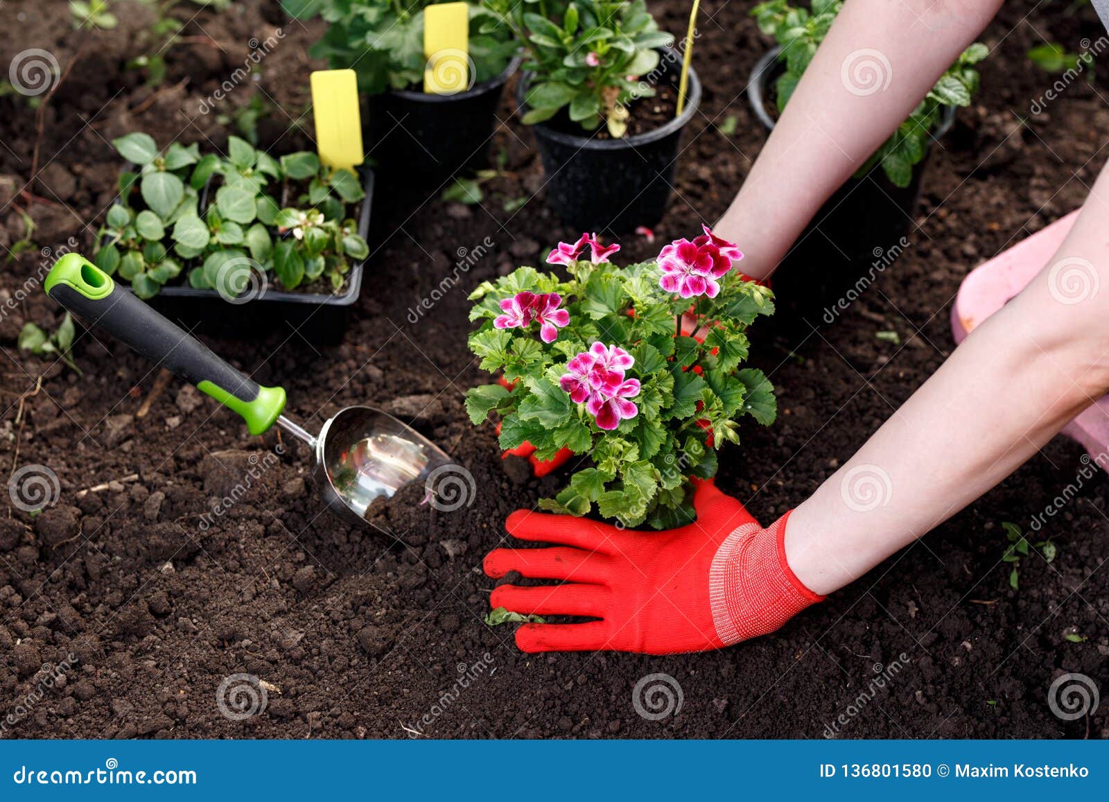 gardener woman planting flowers in her garden, garden maintenance and hobby concept