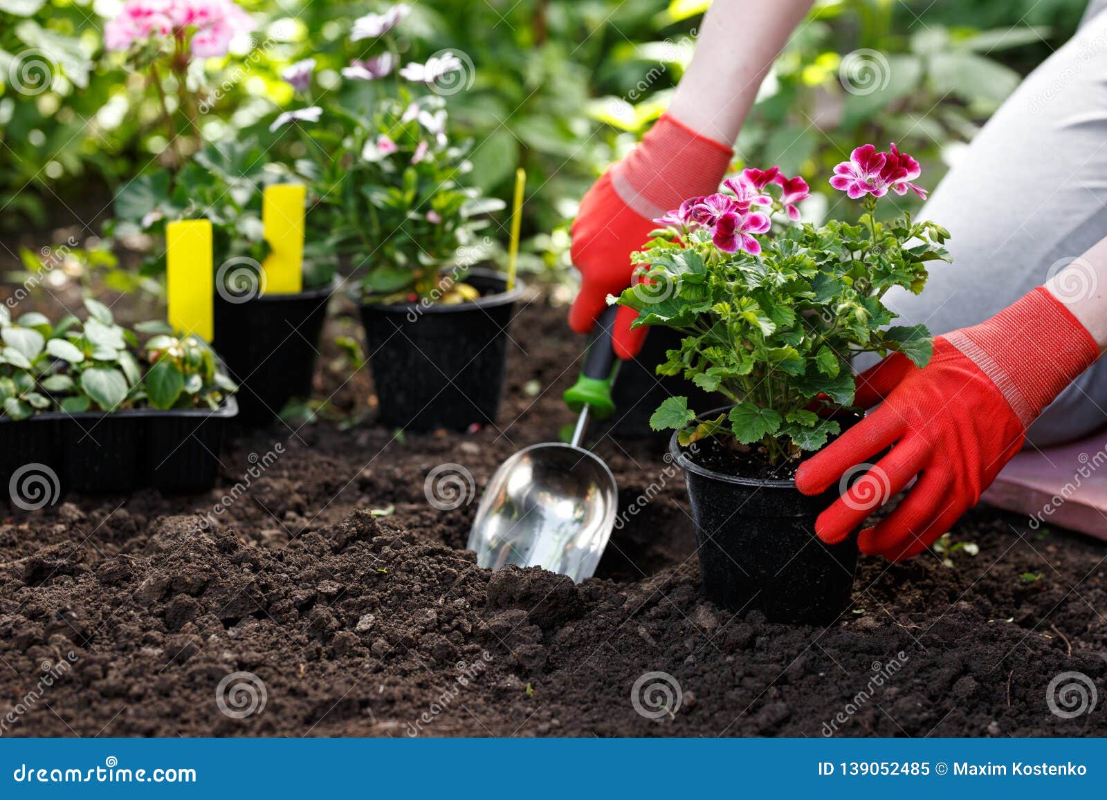 gardener woman planting flowers in her garden, garden maintenance and hobby concept