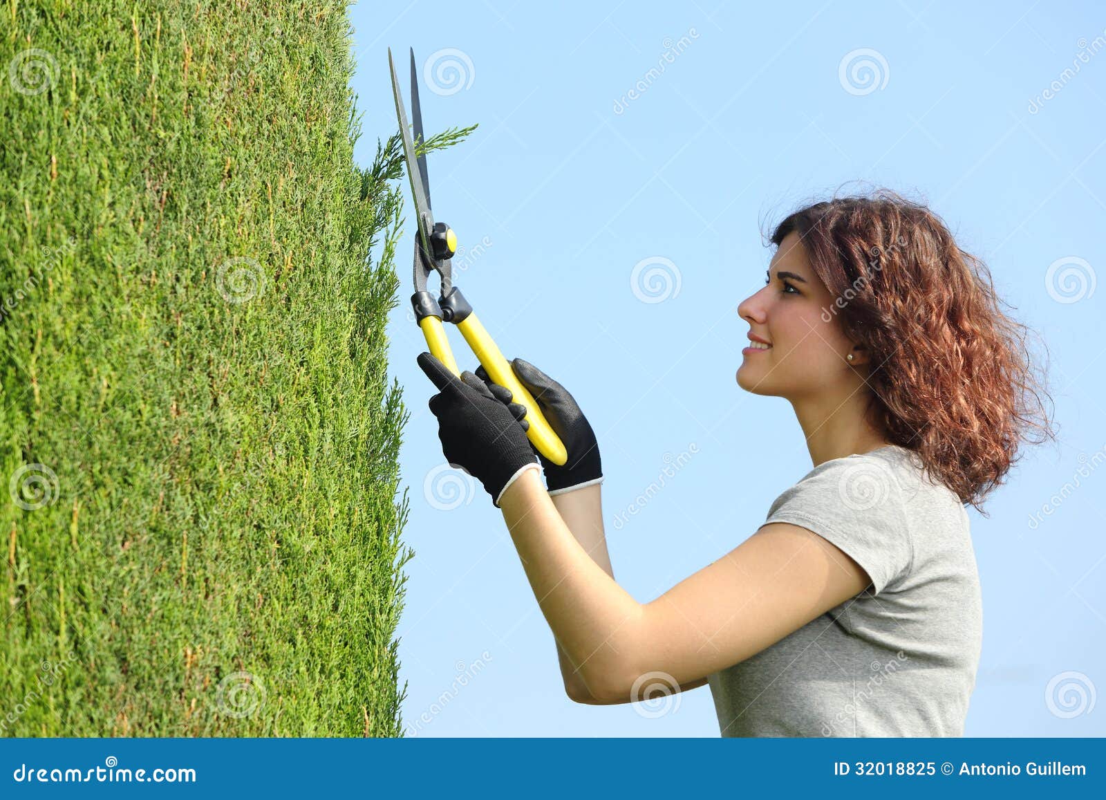 gardener woman pruning a cypress with pruning shears