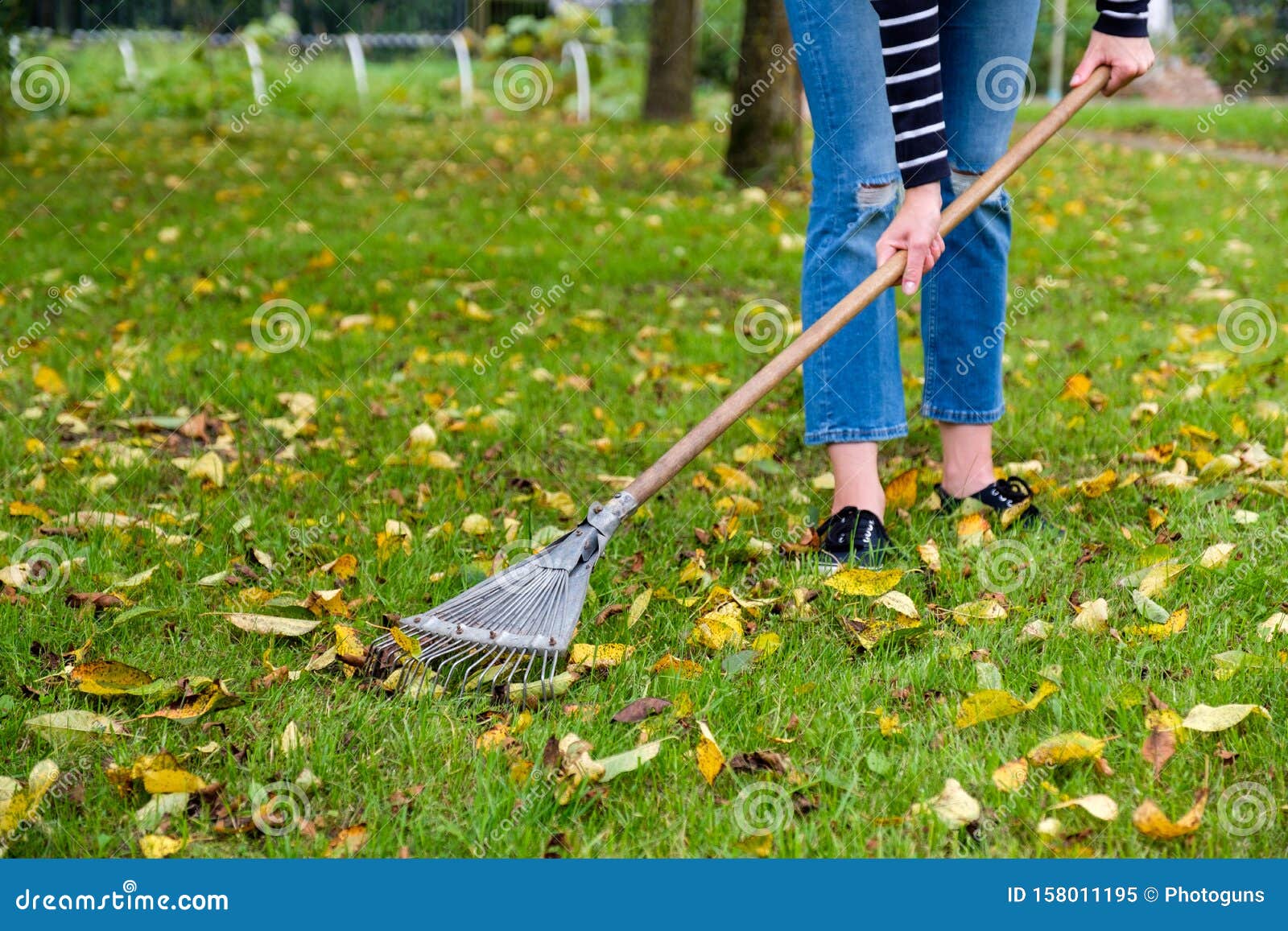 Gardener Woman Raking Fallen Leaves in Backyard. Woman Standing with ...