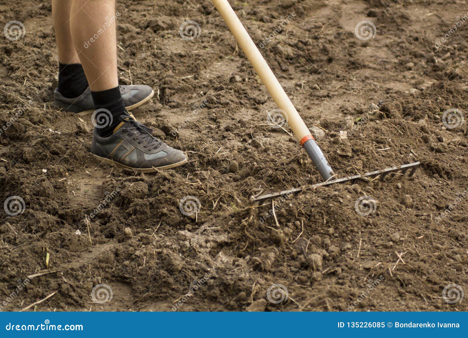 Gardener Works With Rake In The Garden Soil Preparing For