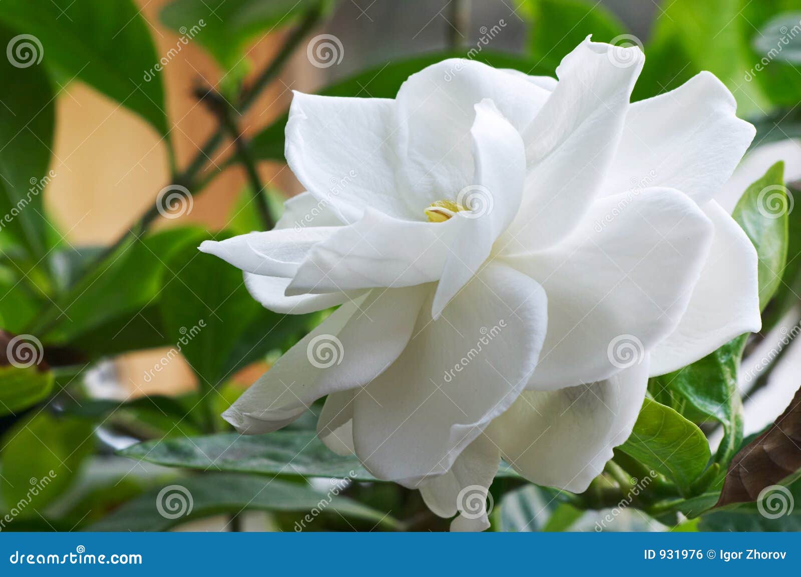 Gardenia stock photo. Image of delicate, petals, macro 931976