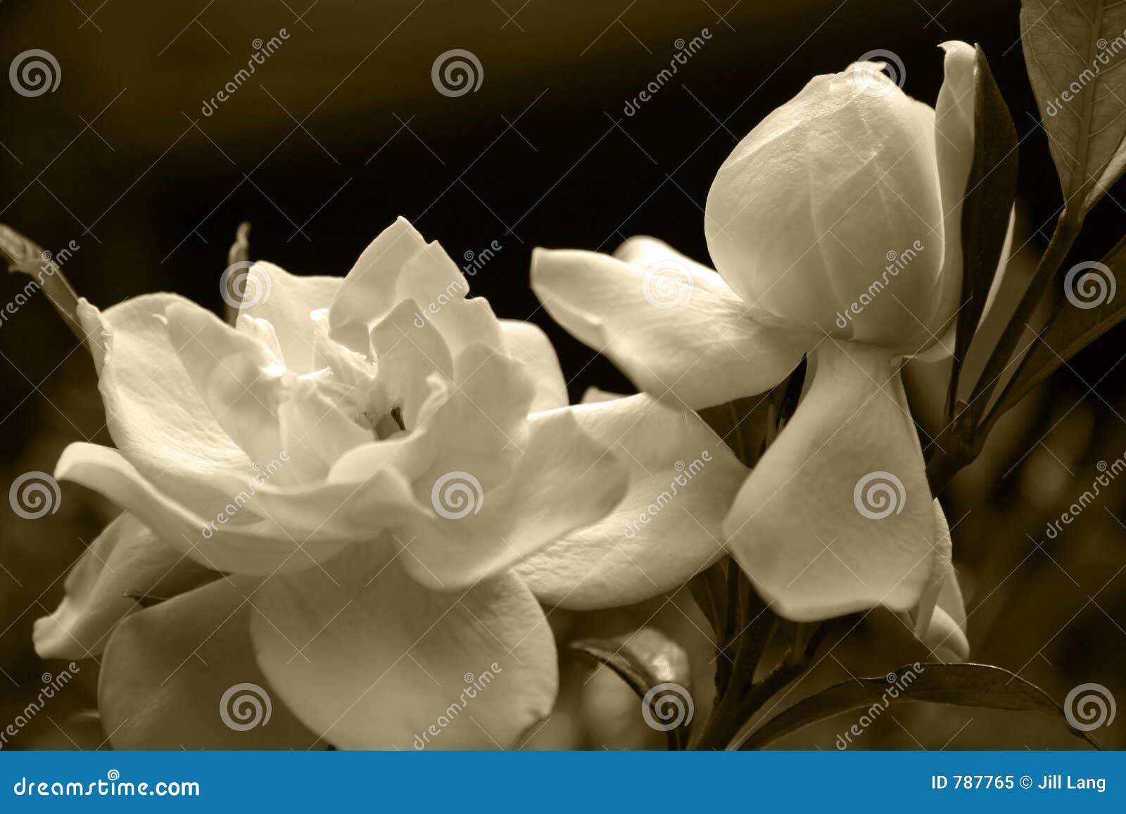 gardenia blooms