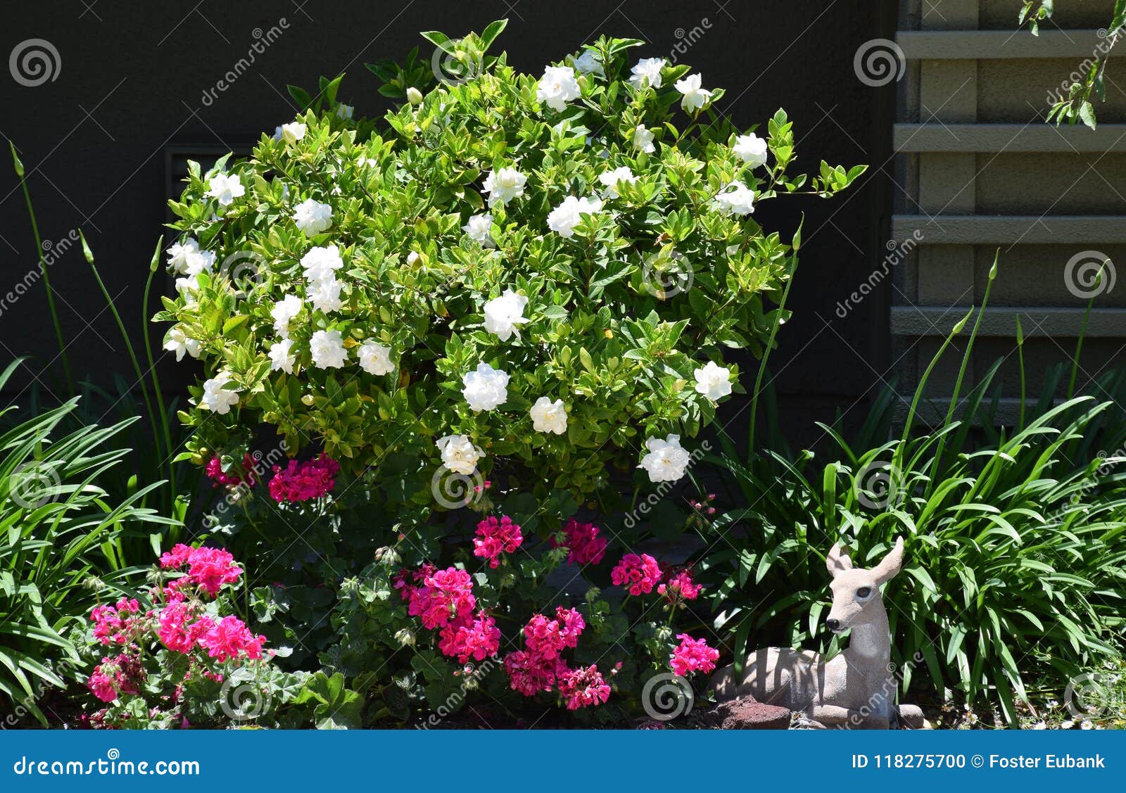 gardenia bush in full bloom.