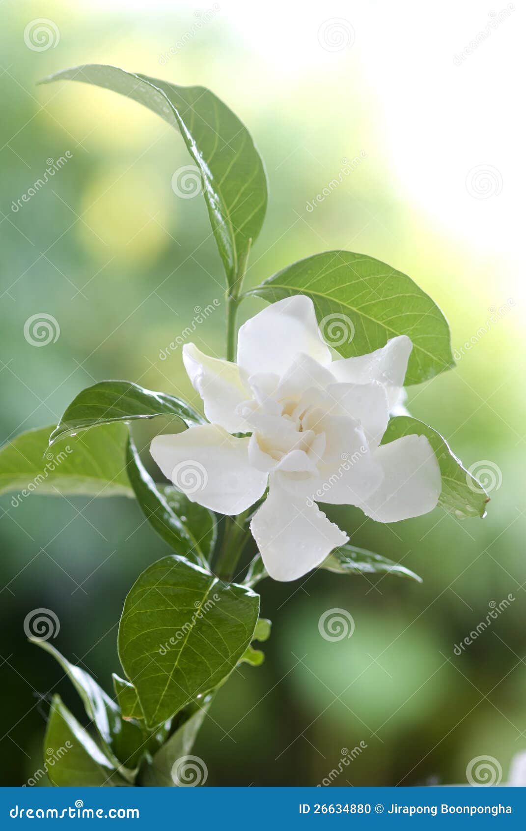 Gardenia Comum Do Branco Ou Flor Do Jasmim De Cabo Foto de Stock - Imagem de  flora, frescor: 26634880