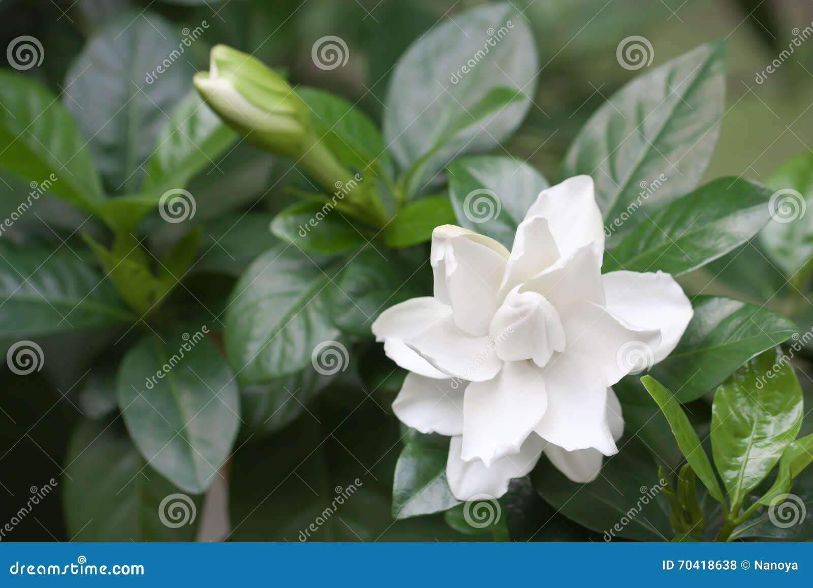 Gardenia Comum Do Branco Ou Flor Do Jasmim De Cabo Foto de Stock - Imagem de  planta, verde: 70418638