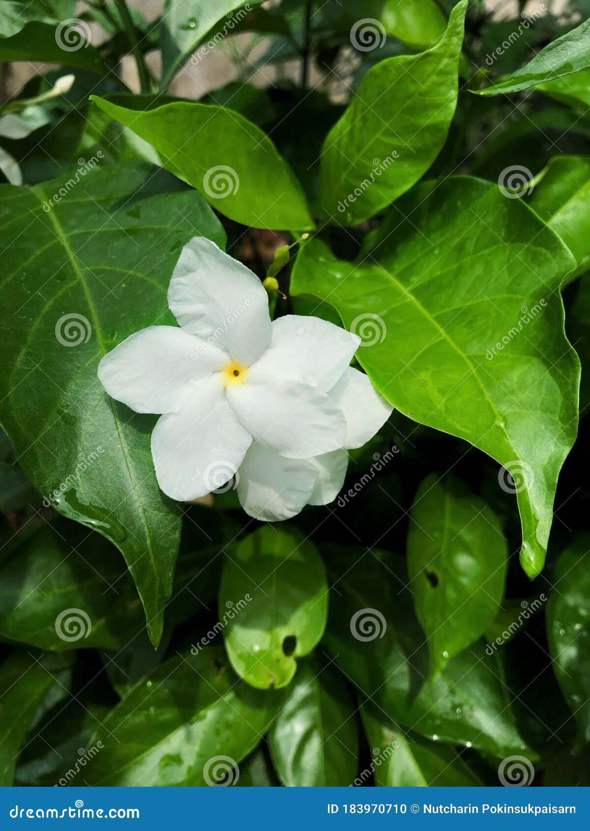 Gardenia Crape Jasmine Or Star Jasmine. Stock Photo