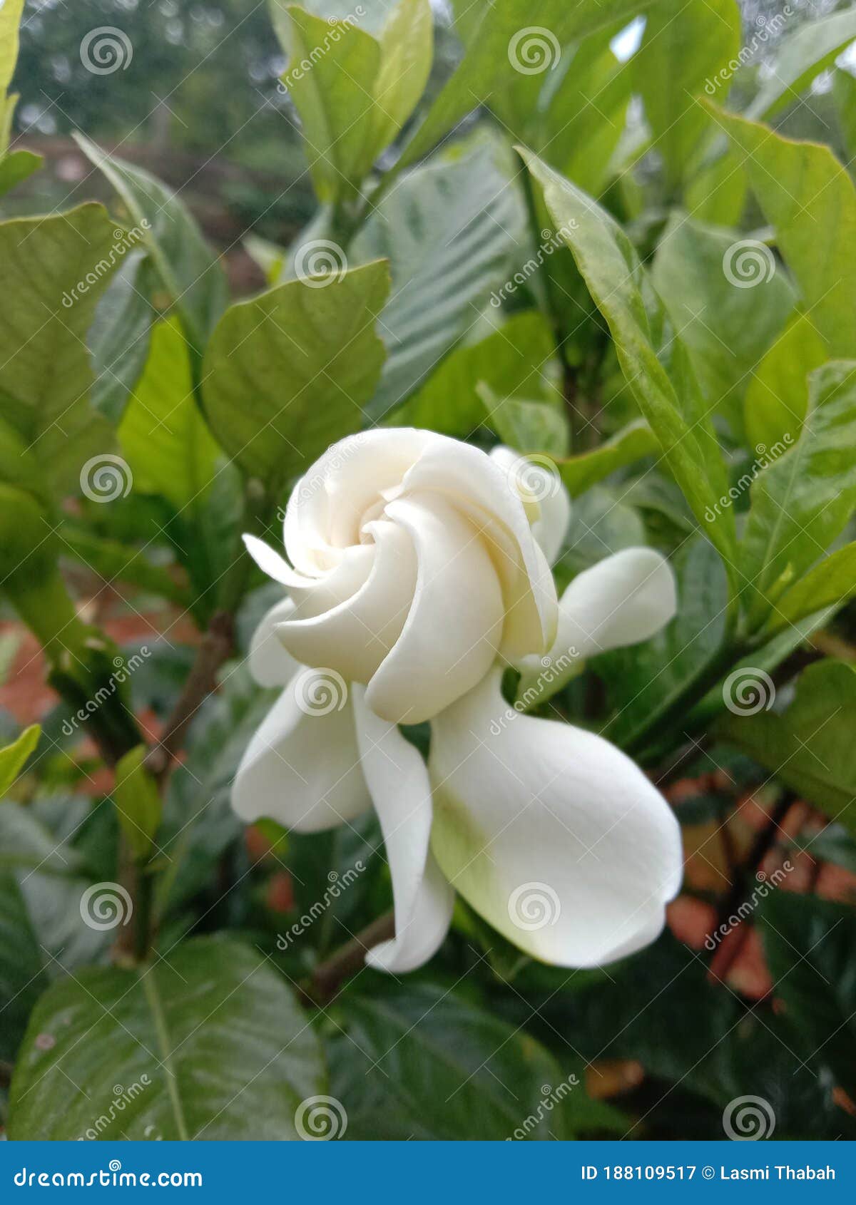 Gardenia Flower Ready To Bloom Widely Stock Image - Image of month, june:  188109517