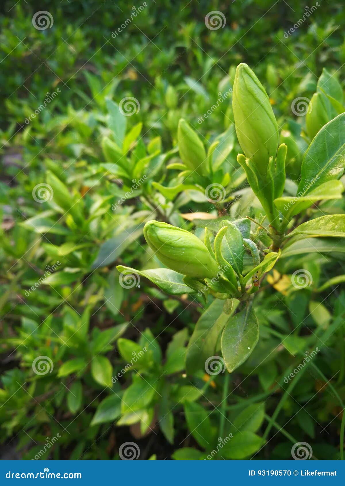 gardenia jasminoides ellis