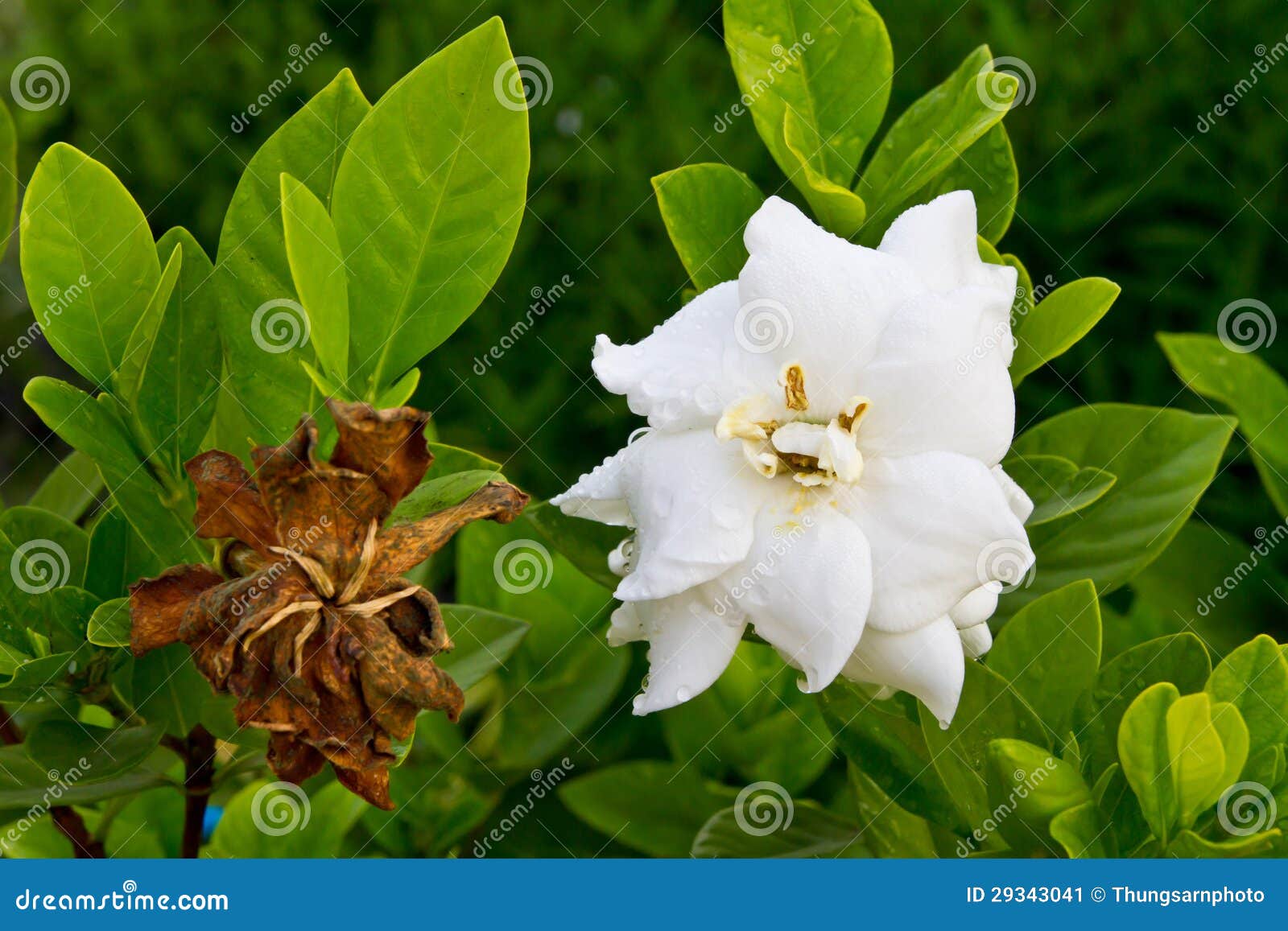 gardenia jasminoides flower