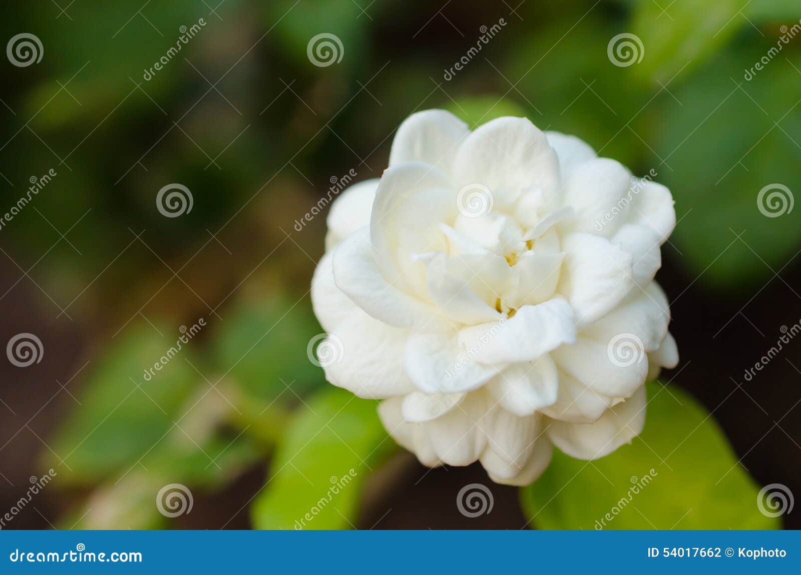 gardenia jasminoides flower