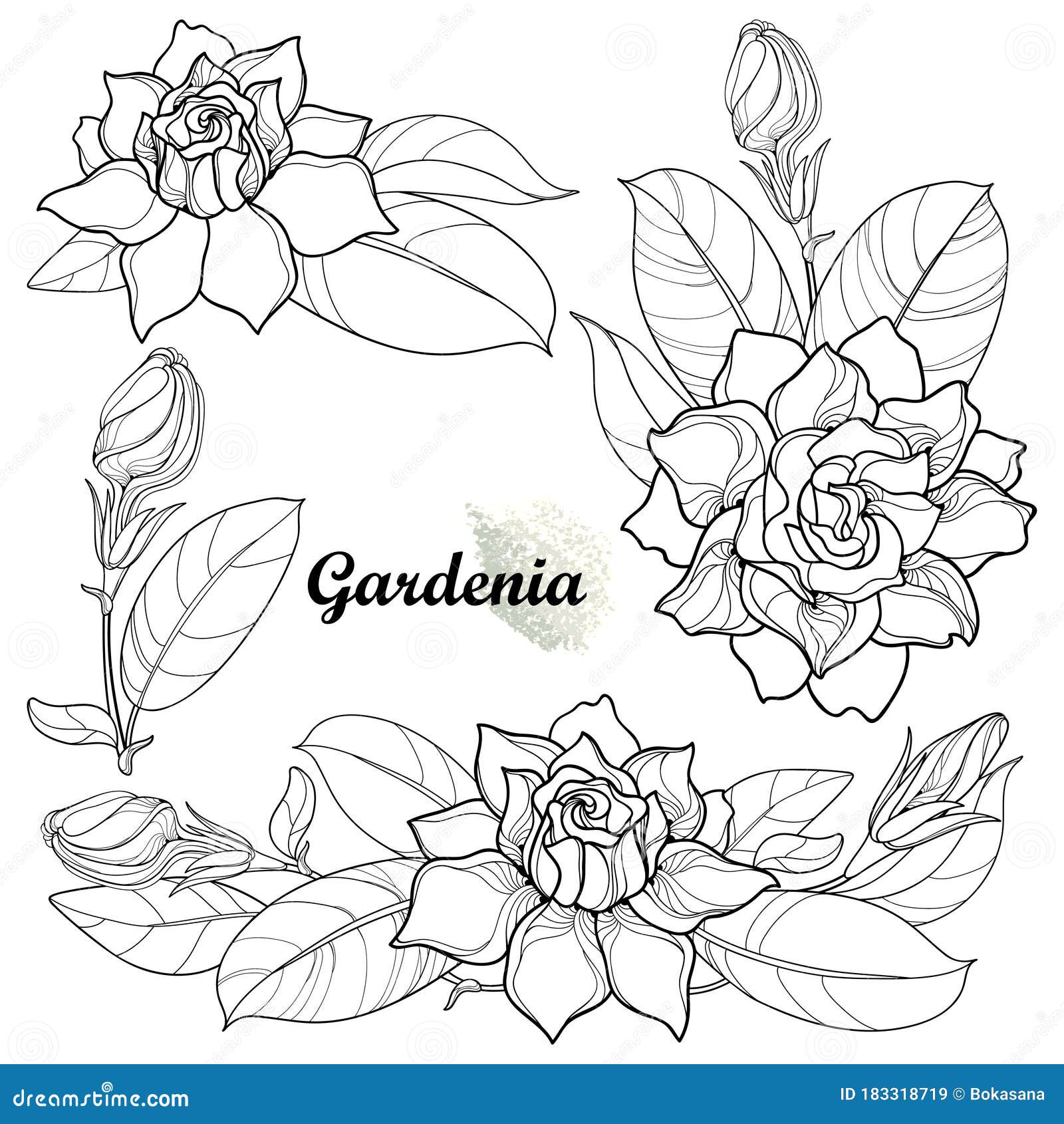 Vector Set Of Outline Gardenia Flower Bunch, Bud And Ornate Leaf In Black I...
