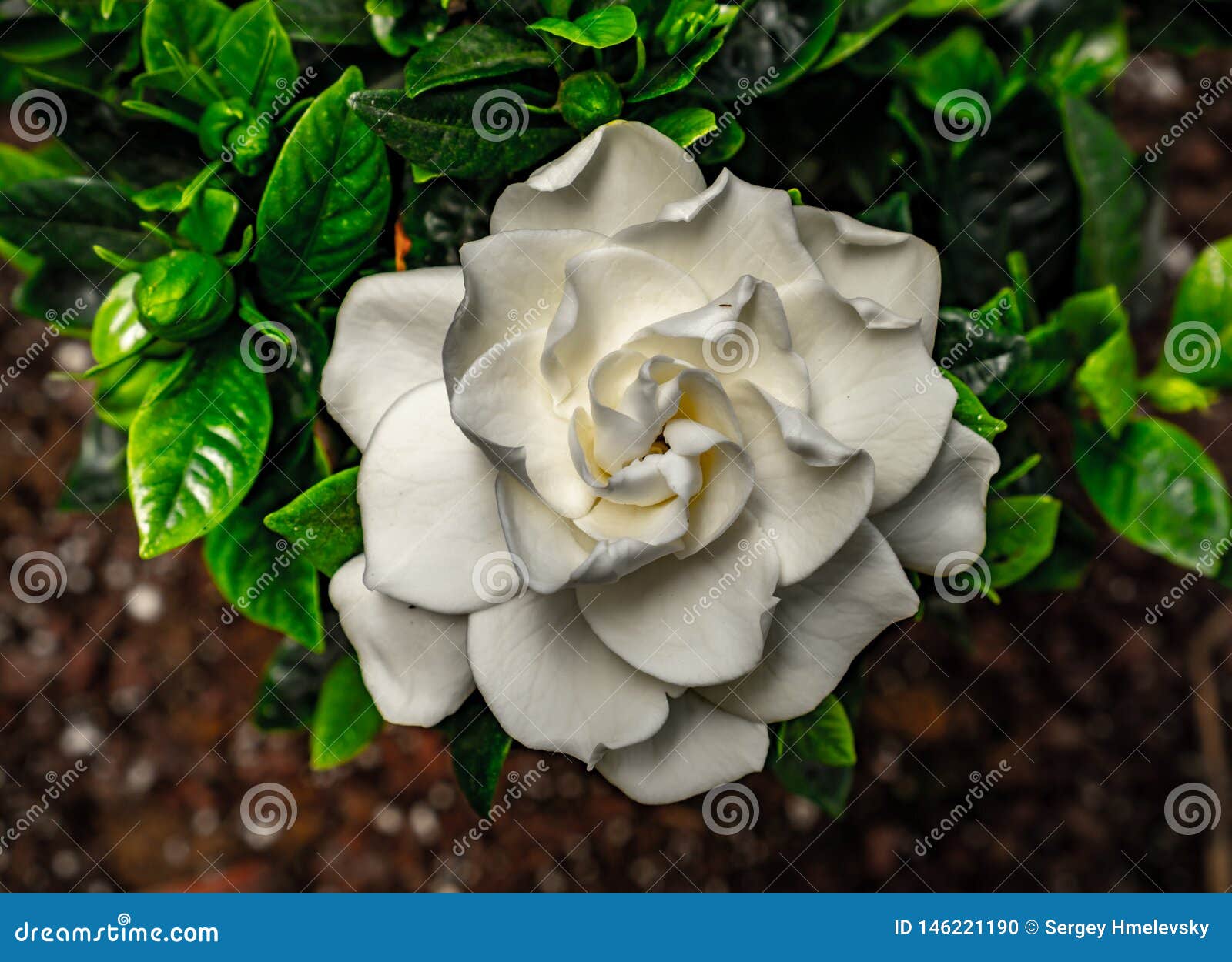 Gardenia, White and Green Colors Stock Photo - Image of blossom, east:  146221190