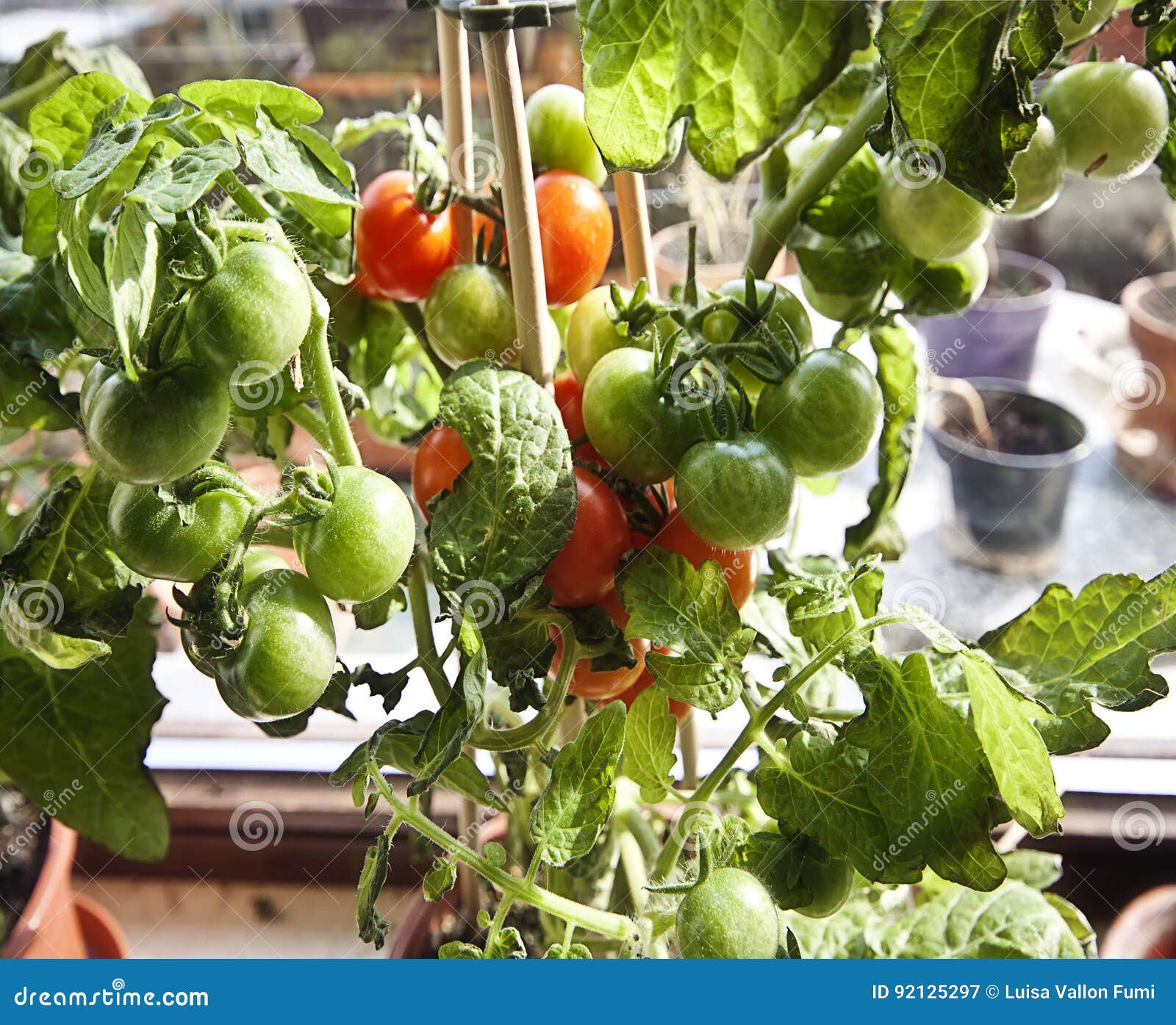 Gardening Cherry Tomatoes On Plant Ready To Harvest Stock Image