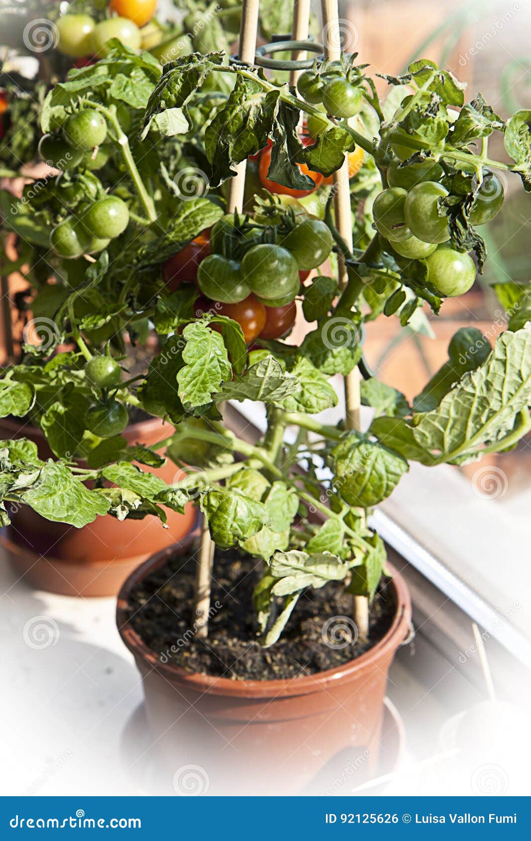 Gardening Cherry Tomatoes On Plant Ready To Harvest Stock Photo