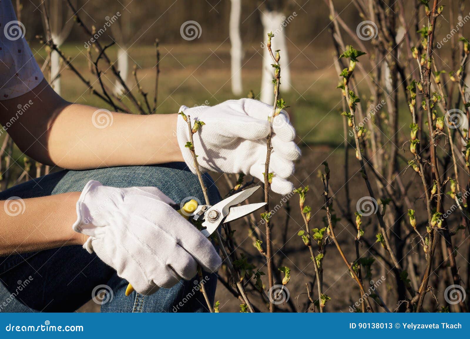 Gardening Concept Pliers in the Hand, Cutting of Branches of Blackcurrant Stock Image Image