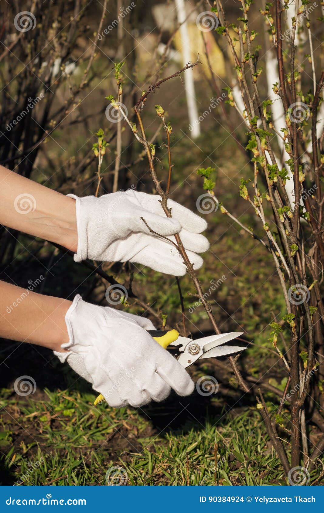 Gardening Concept Pliers in the Hand, Cutting of Branches of Blackcurrant Stock Photo Image