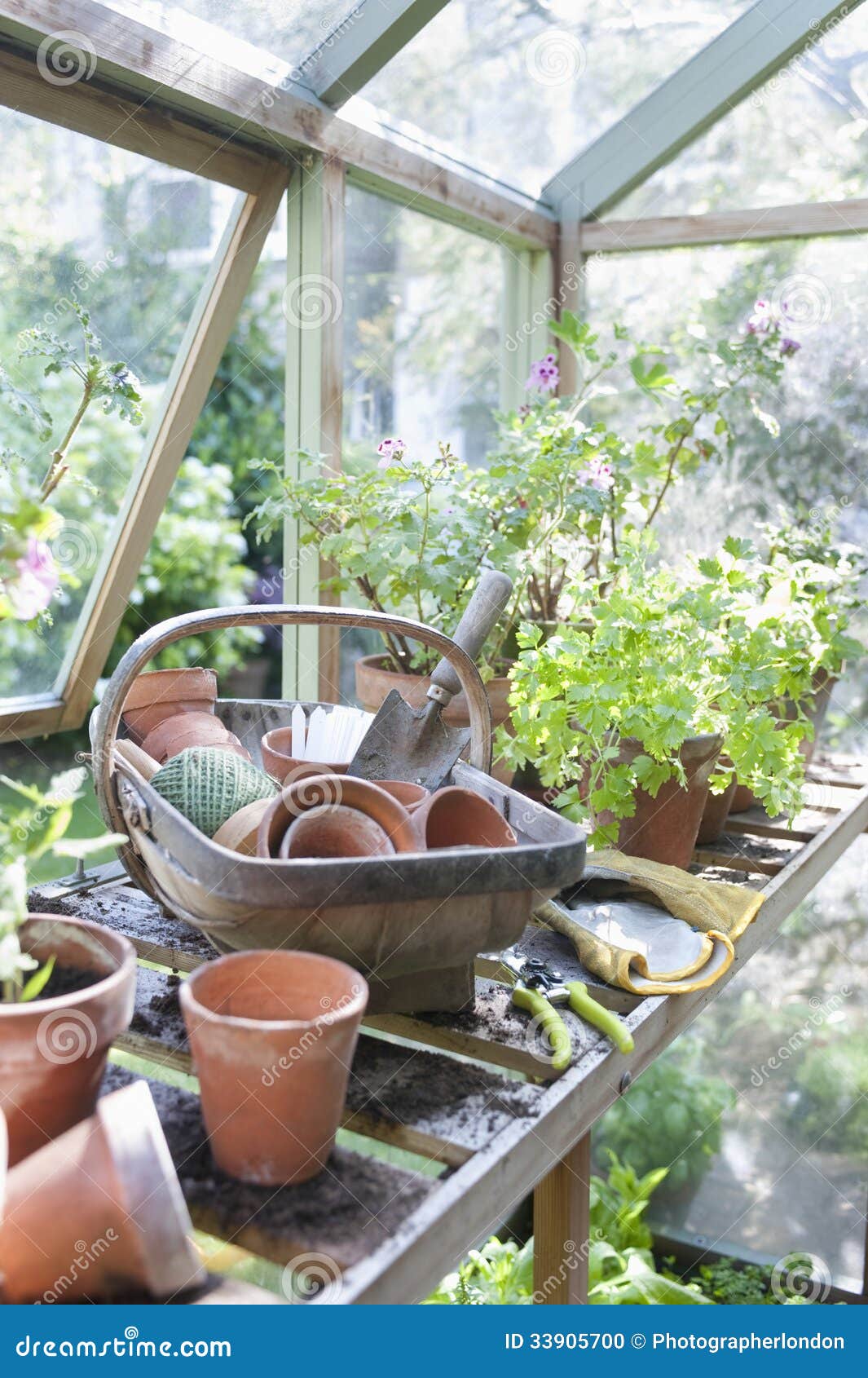 Gardening Equipment in Greenhouse Stock Photo Image of england