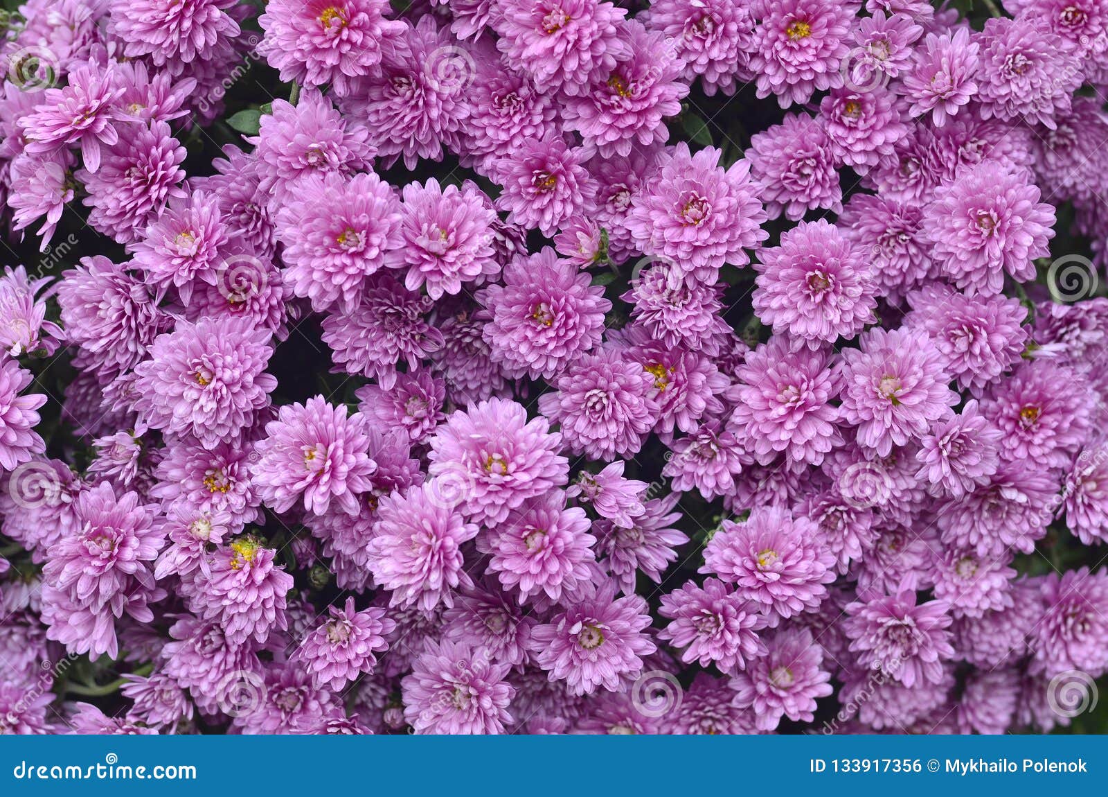 Gardening and Floriculture Concept. Magenta Purple Chrysanthemum ...