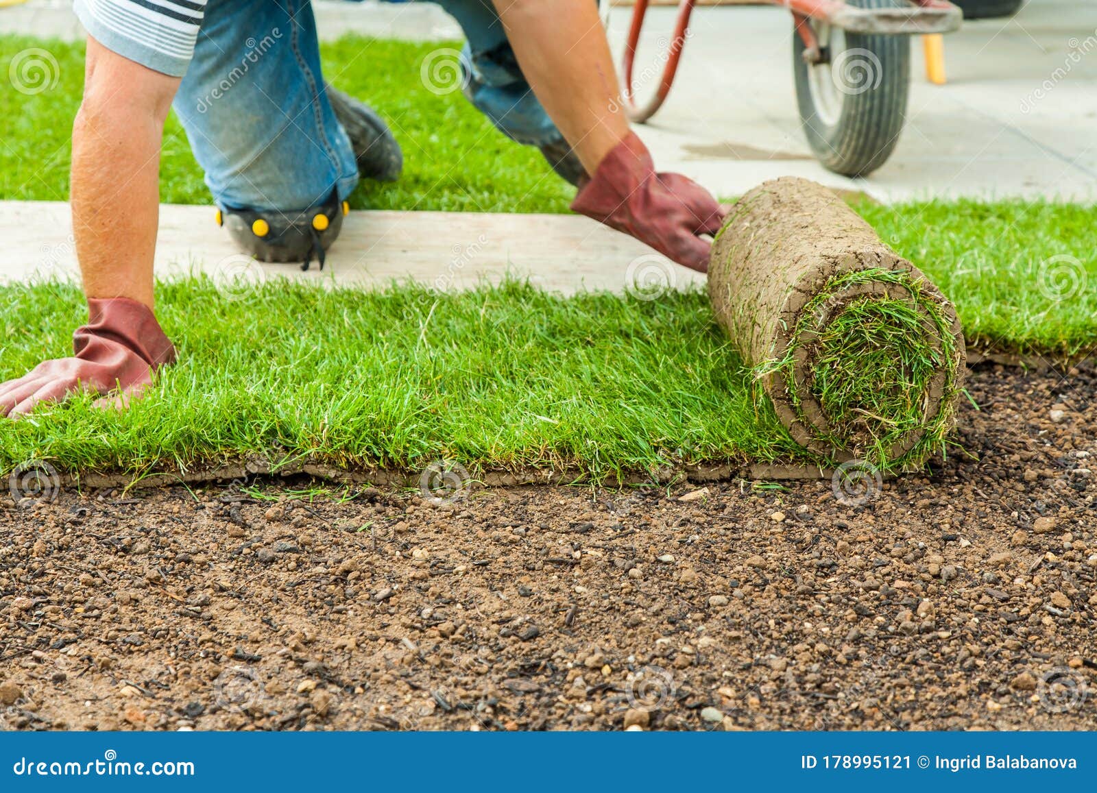 gardening - gardener laying sod for the new lawn